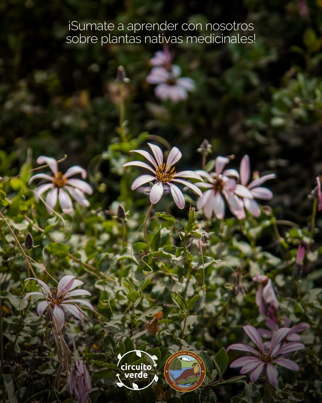 Vuelven las charlas en comunidad en la Usina de Nativas 🌱
Este Viernes 28/11 de 16:30 a 19:30 hs nos encontramos en La Usina de Nativas, el vivero del Parque Nacional Nahuel Huapi, para una nueva jornada de voluntariado abierta a toda la comunidad y sin inscripción previa.
En este encuentro especial tenemos invitados que nos contaran sobre sus experiencias en la producción y usos de especies nativas y medicinales: Natalia Kerz, Luz Lattanzio y Martin Rey. 🌿
Como siempre, vamos a seguir con tareas en el vivero. Las actividades son al aire libre, recordá traer protección para el sol y lo que quieras para compartir. 🧢😎
🕒 Horario flexible – podés venir el tiempo que quieras.
👧 Infancias siempre en compañia de adultos responsables.
📍 Usina de Nativas del PNNH – Escuela Militar de Montaña, ver mapa.
📱 Consultas: Nati +54 9 223 635-7526 o por mensaje directo en @circuito_verde
💚 Te esperamos para seguir restaurando en comunidad.