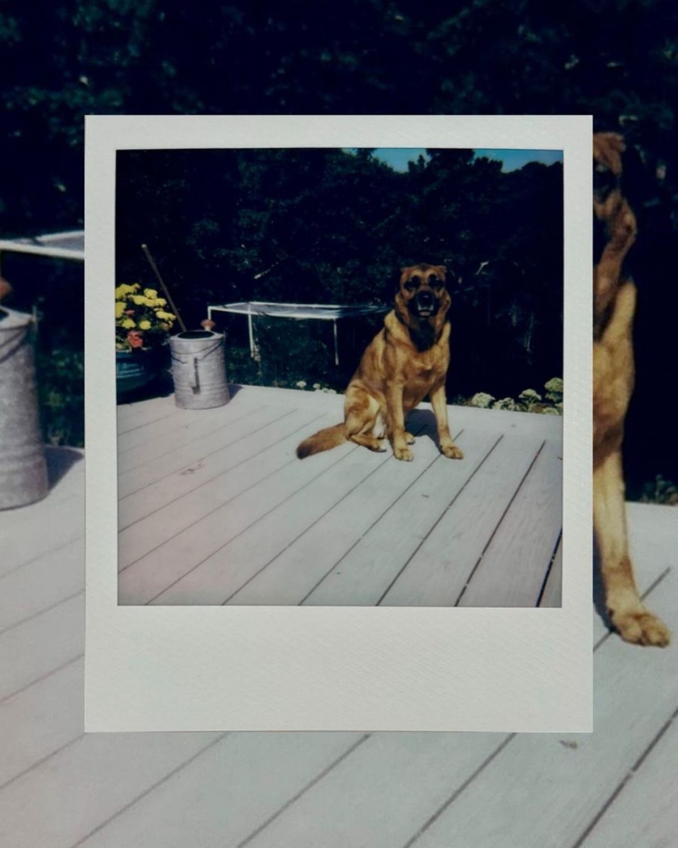 Walk the extra block. Take the extra picture. Make the memory. ๐พโค๏ธ๐ก. #WagWithWilliam #FearFreeTraining
#PositiveReinforcement