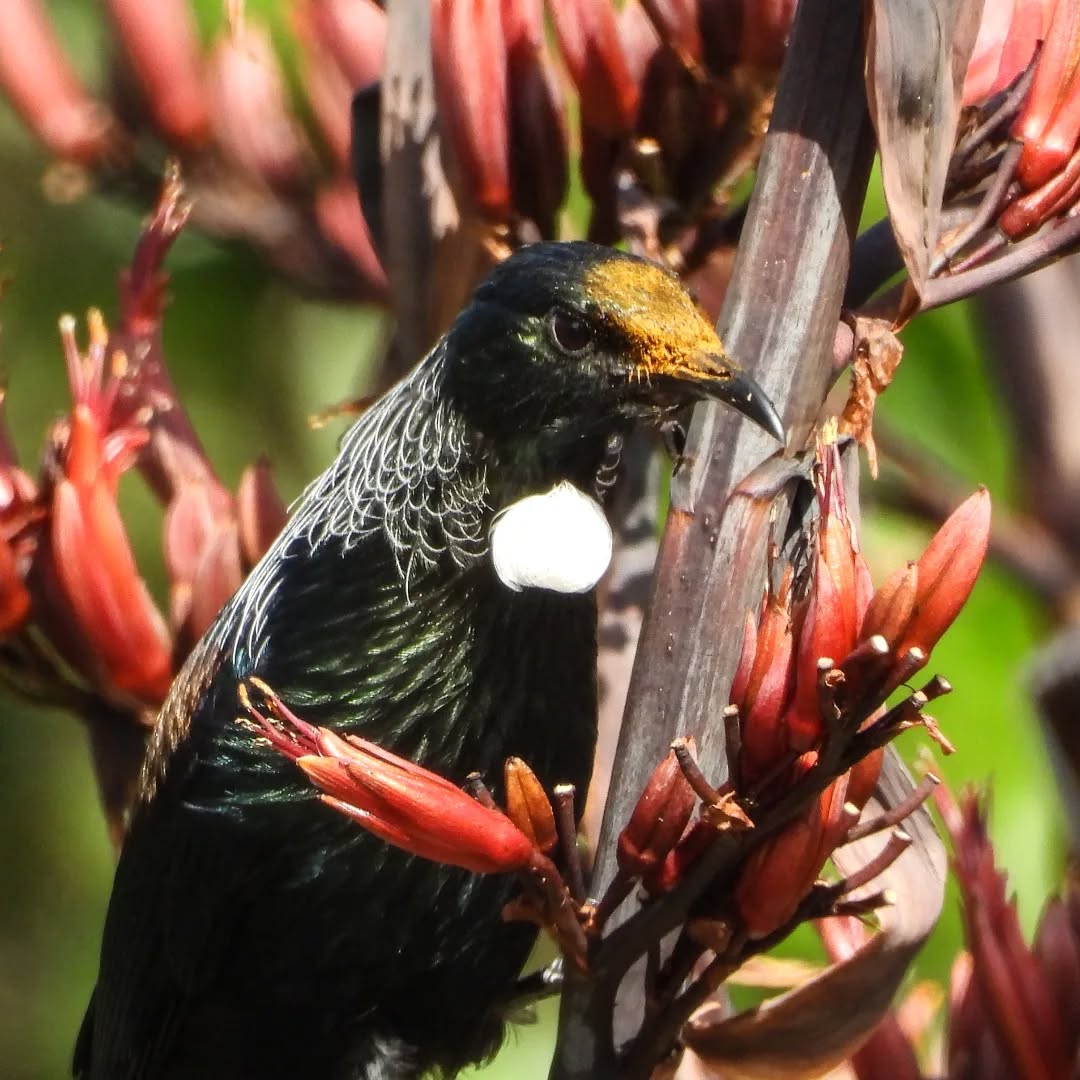Tui, happy to be gorging on the banquet of flax flowers
#karameatui #tui #nztui #Karamea #karameawild #newzealand #nzlife #nzwildlife #wildnz #southisland #nzsouth #southislandnz #westcoastnz #nzwestcoast #tewaipounamu #paradise #umere #arapito #littlewanganui #birdsnz #nzbirds #wildsouth #kohaihai #oparara #birdshots #birdphotos #wildlifenz #Aotearoa #nzfauna #nzflora