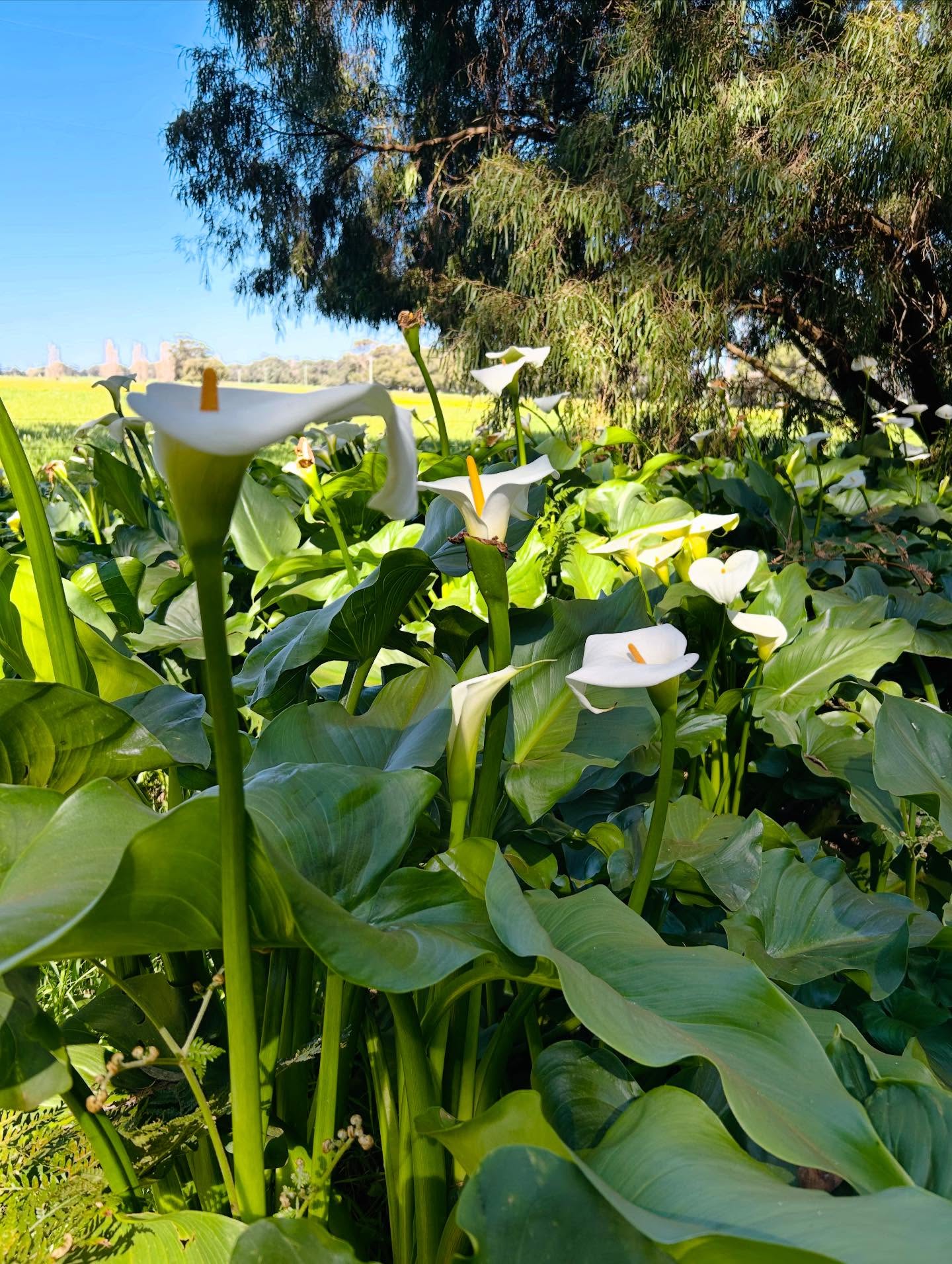 Guest feedback 🫶
“The Road Trip You’ll Remember”
“Fun road trip with the girls.”
“Excursion day out with wife in side car was very enjoyable.”
“Exploring all the different areas of the Mundaring Hills.”
Sure, the art was breathtaking. But so was the ride. Through winding hills, hidden driveways, surprise gardens, and roadside cafés. Whether you came with mates, partners, or solo with a map and a playlist—this wasn’t just a studio crawl. It was a proper adventure.
#PerthHillsRoadTrip #MHOS2025 #ArtistsintheHills #SeeWAtheCreativeWay