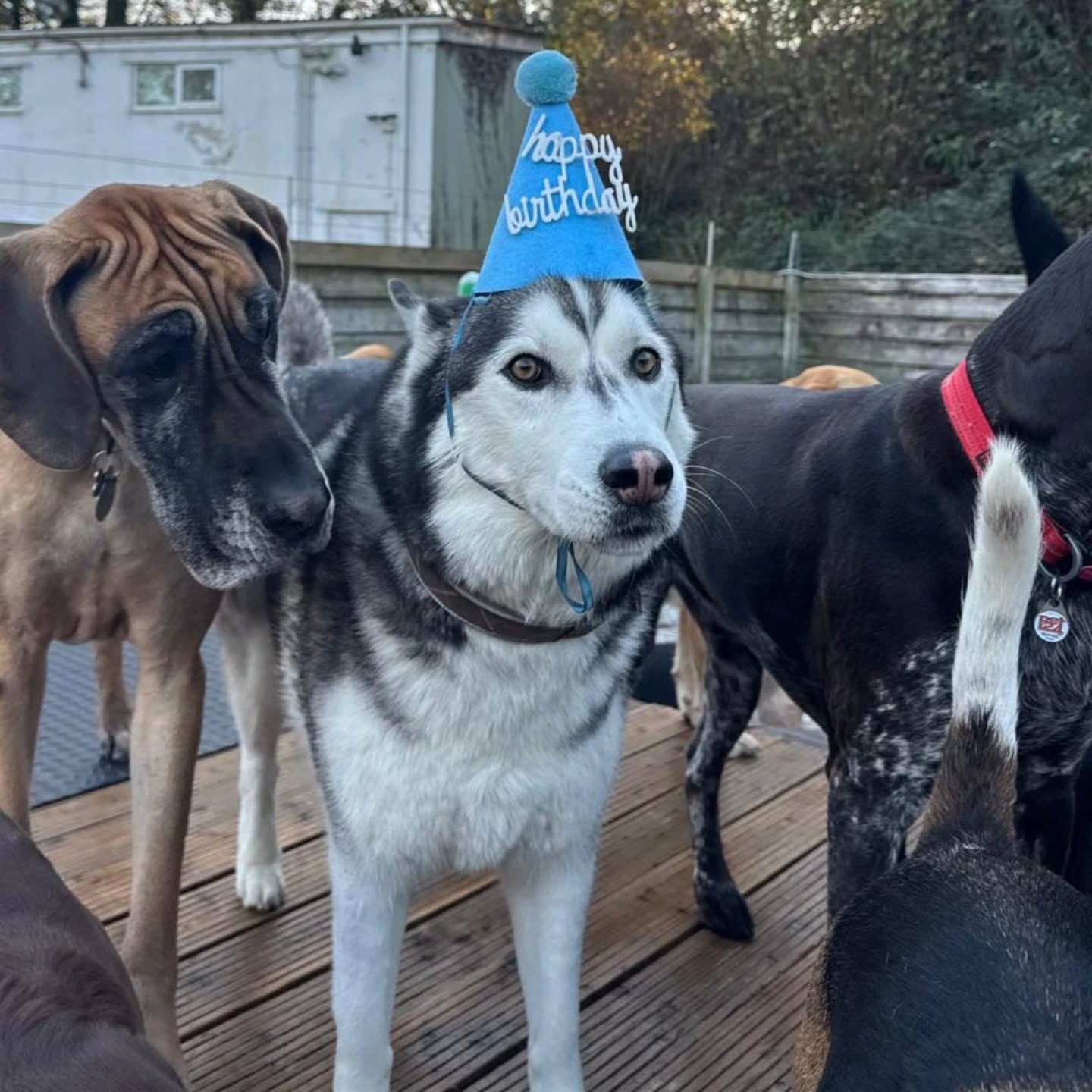 Odin celebrating his Birthday at Doggy Daycare 🐕