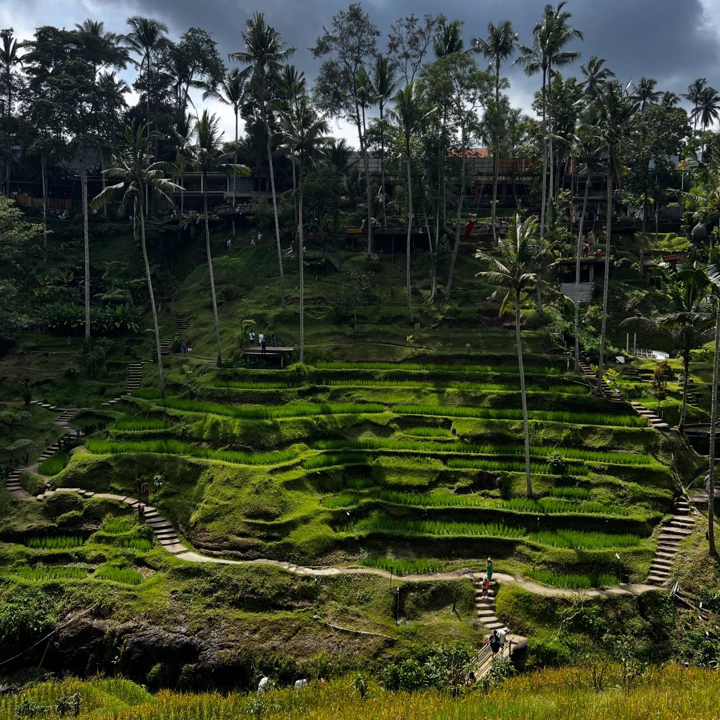 Ania i Andrzej już kąpali się przy wodospadzie — 🌊🥭🥥🌴🌺kosztowali lokalnego jedzenia prosto z organicznej Balijskiej farmy, chodzili po stokach pól ryżowych i poznali znaczenie Balijskich tradycji takich jak Galungan, Cenang sari czy ceremoniał oczyszczenia w Tirta Empul.
Ciąg dalszy ich wycieczki w kolejnych postach! 🙏🏽
Terima kasih Bapak Made karena telah menjaga kami tetap aman di jalan