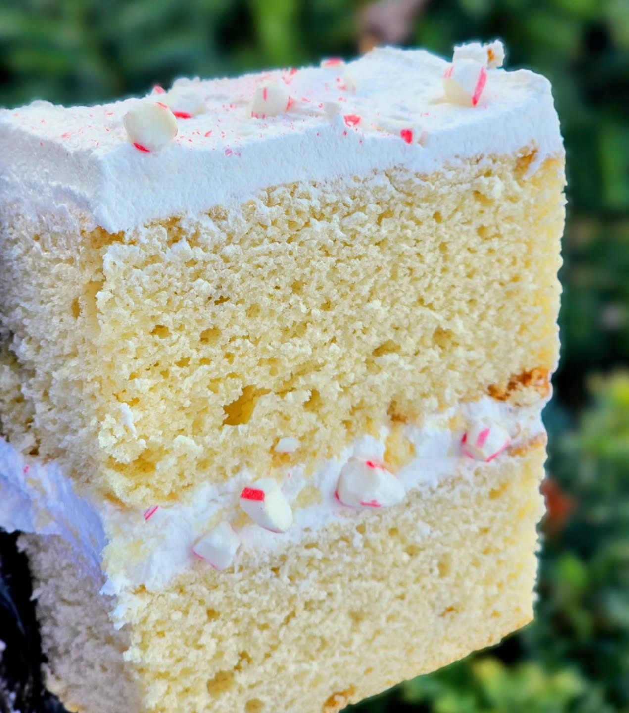 It’s Day 2, and I came with the FESTIVE HEAT. 🔥🎄
Say hello to today’s spotlight:
✨ White Chocolate Peppermint 🍬 Cake Slice ✨
She’s cute, she’s minty, she’s giving Hallmark movie main character energy. 😌
💸 Day 2 Deal: $2 OFF and cake slice order for the next 24hrs only!
Go ahead and upgrade your holiday vibes!
You know you want to. 😉
#serenessweetspot #columbusfoodie #TastyTuesday #localeats #614columbus #twelvedaysofchristmas #christmas2025 #experiencecolumbus