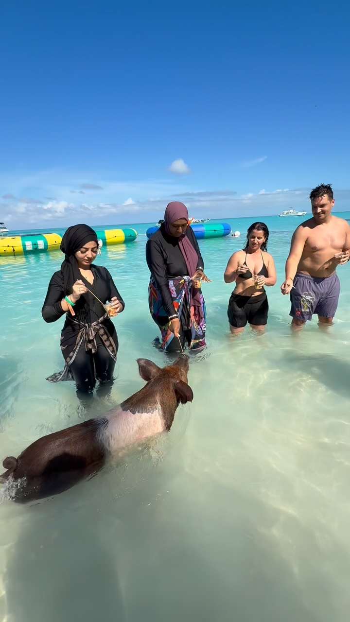 PIGGY CAM ACTIVATED‼️🎥❤️ #happythursday☀️
#oasisocean7beachclub #swimmingpigs #roseislandswimmingpigs #bahamas #bahamar #atlantis #booknow❤️❤️