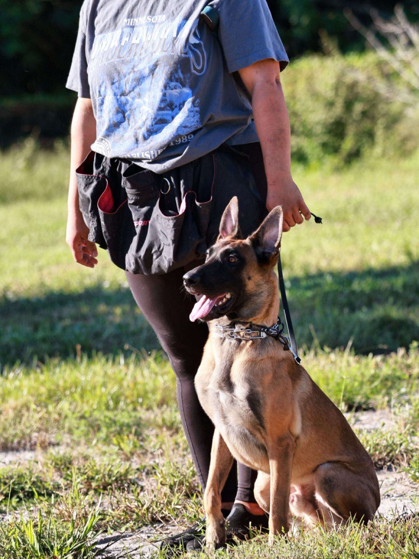 Now that this handsome man has been here for a little while, thought would be a good time to introduce…
Convict Champion Spirit
“Excalibur”
Imported from Czech Republic at 10 weeks
Adonis Na-La Dvor BH, IGP3, IPO3, IFH-V
HD - B
ED - 0/0
SA 0, SDCA 1/2 free, CJM free, CACA free, D lokus D/D, Hemofilia free, scissor bite, complete dentition
2nd Place - Czech Championship for Belgian Shepherds - IPO 3 (90,91,96)
X
Pandora vom Drachenherz BH, IGP3
HD - A
ED - 0/0
Spondy - 0
OCD - Free
https://www.working-dog.com/dogs-details/8138709/Convict-Champion-Spirit
I had big plans for this sweet boy both in my kennel and on the field
•
•
#belgianshepherd #belgianmalinois #malinois #workingdog #sportdog #igp #akc #ukc