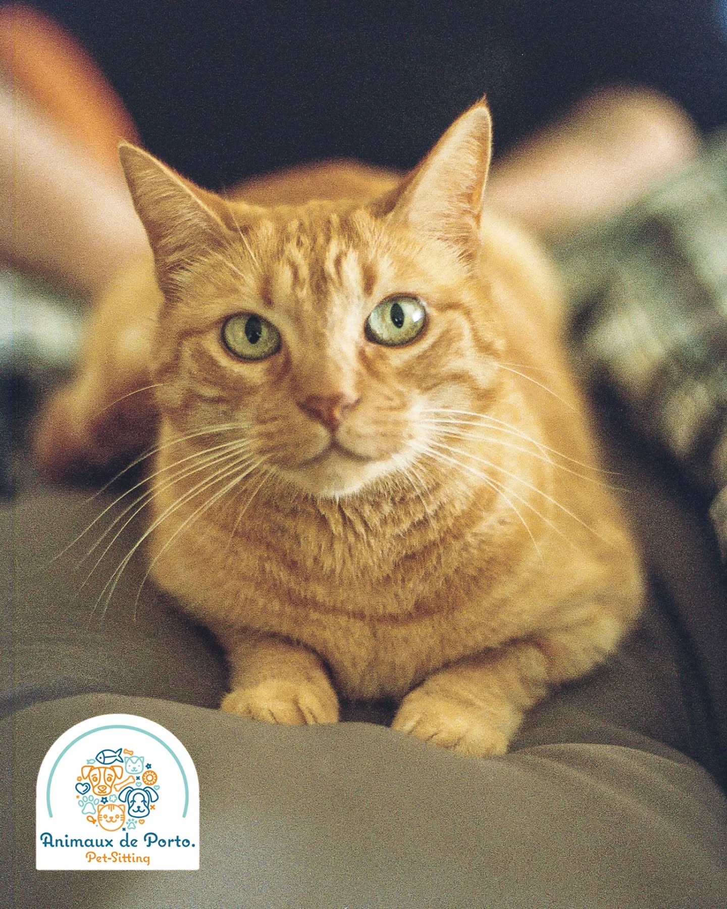 Cat love ๐ป #petsittingporto #cats#dogs #petlovers #catsitting #dogsitting #porto