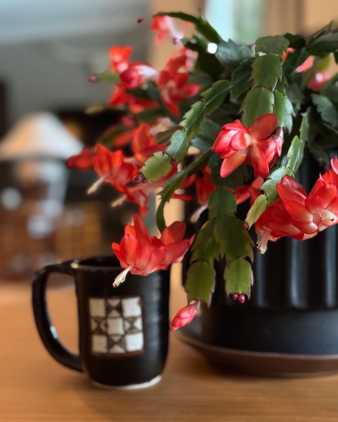 I had to share how beautifully my Christmas Cactus is blooming, I’m so enjoying it ♥️ Have a lovely day!🥰 #blessed