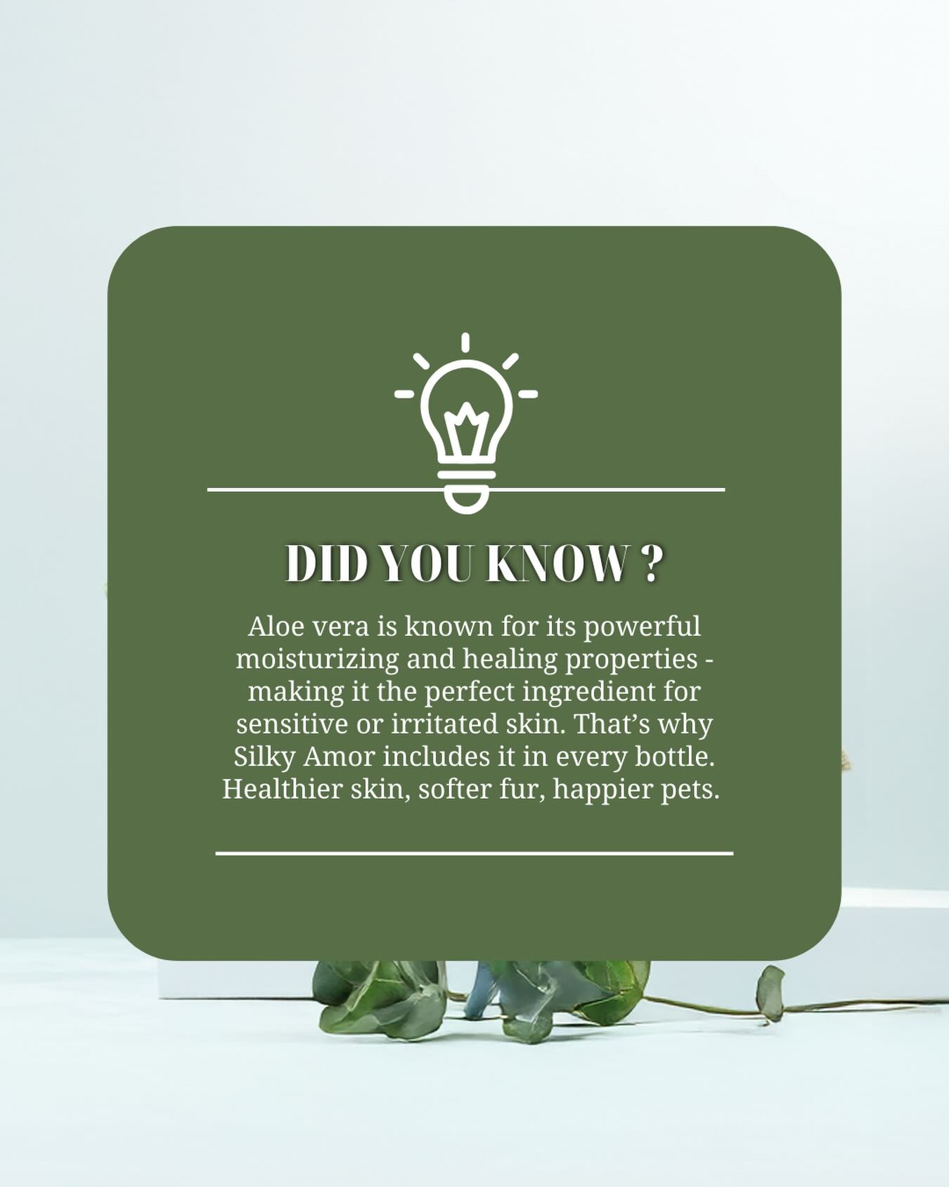 Aloe vera is known for its powerful moisturizing and healing properties - making it the perfect ingredient for sensitive or irritated skin. 🌱 That’s why Silky Amour includes it in every bottle. Healthier skin, softer fur, happier pets. ✨
#silkyamor #naturalpetshampoo #bathtime #petgrooming #doggrooming #dubai #petspa #happypets #dogsofdubai #catsofdubai #furryfriends #stressfreegrooming