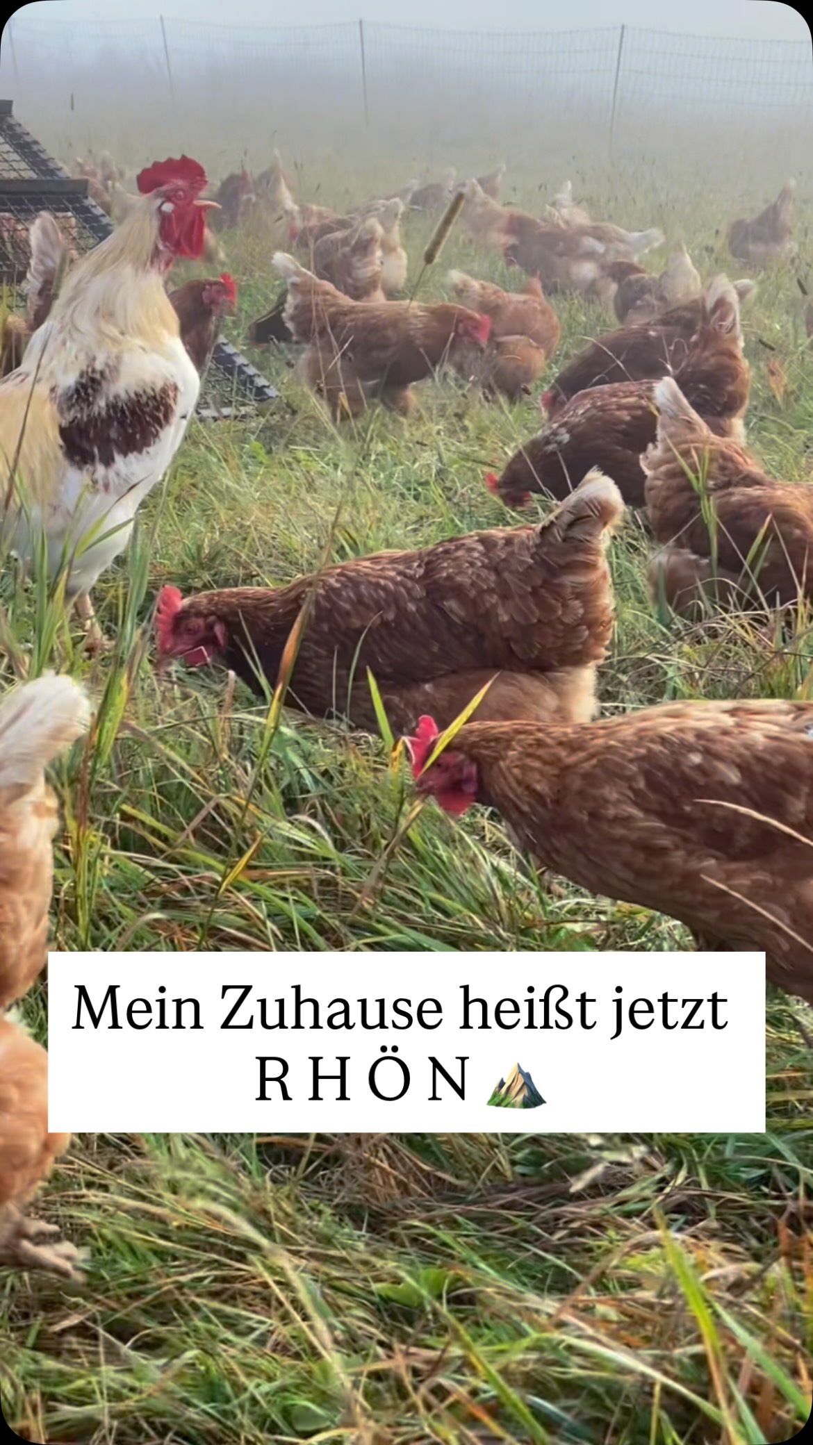 Kann mich jemand kneifen?
Nach so vielen Jahren Fernbeziehung kann ich von nun an die geballte Ladung Bauernhof jeden Tag erleben. Dabei den Traum von meiner ökologischen Marktgärtnerei auf eigenem Land verwirklichen und das einem Ort, der schöner nicht sein könnte.
#Ackerkultur #waestemerackerkultur #biosphärenreservatrhön #regionalgenießen #biogemüse #gemüseabo #Frischesgemüse #rhön #gesundesessen #wissenwosherkommt #direktvombauern #bauernhof #regionalelandwirtschaft #landwirtschaft #bauernhofleben #dierhönistschön