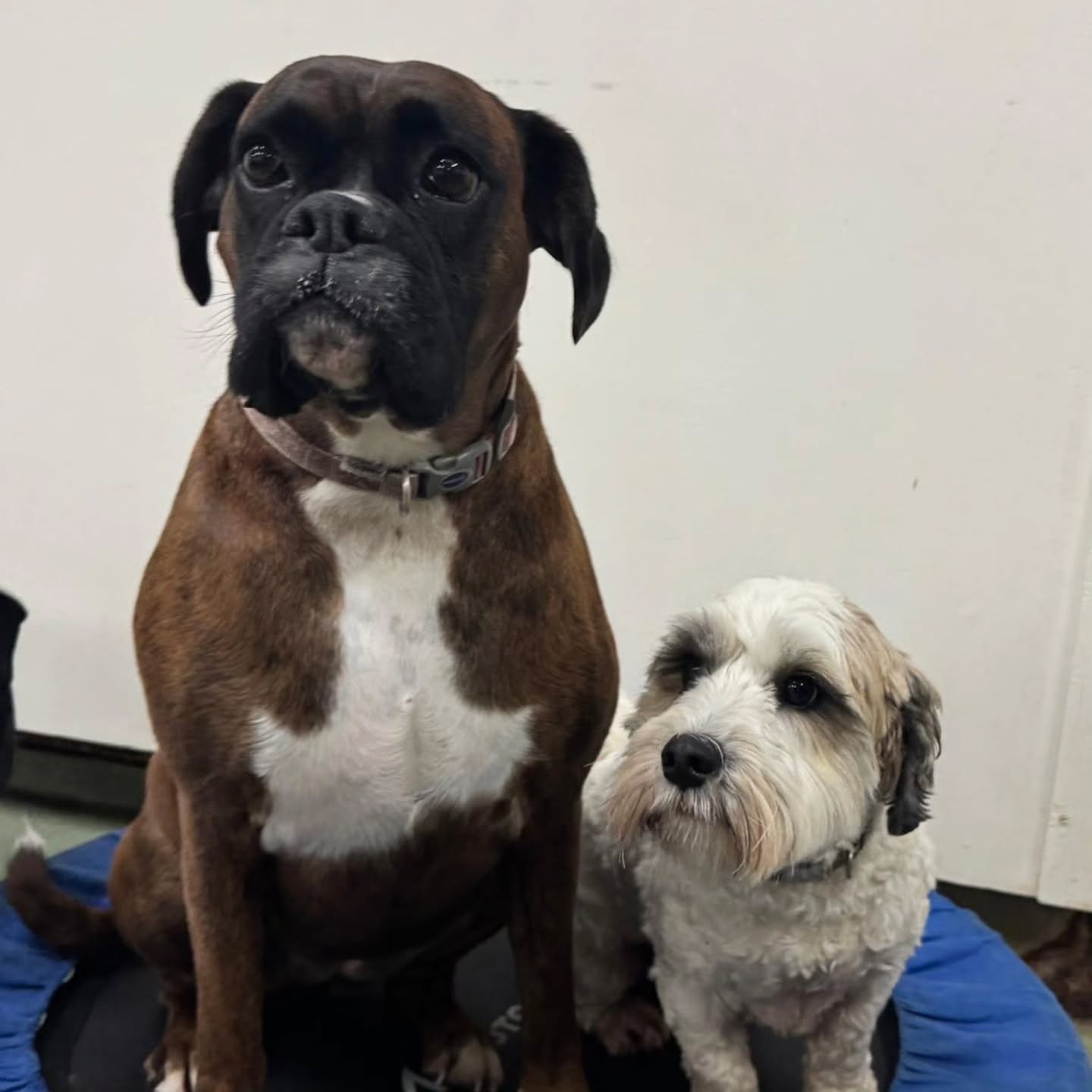Poppy the Boxer is leaving us today...moving away 😢
All her friends and the staff at Doggy Daycare will miss her and hope she comes back to visit. 🐕❤️