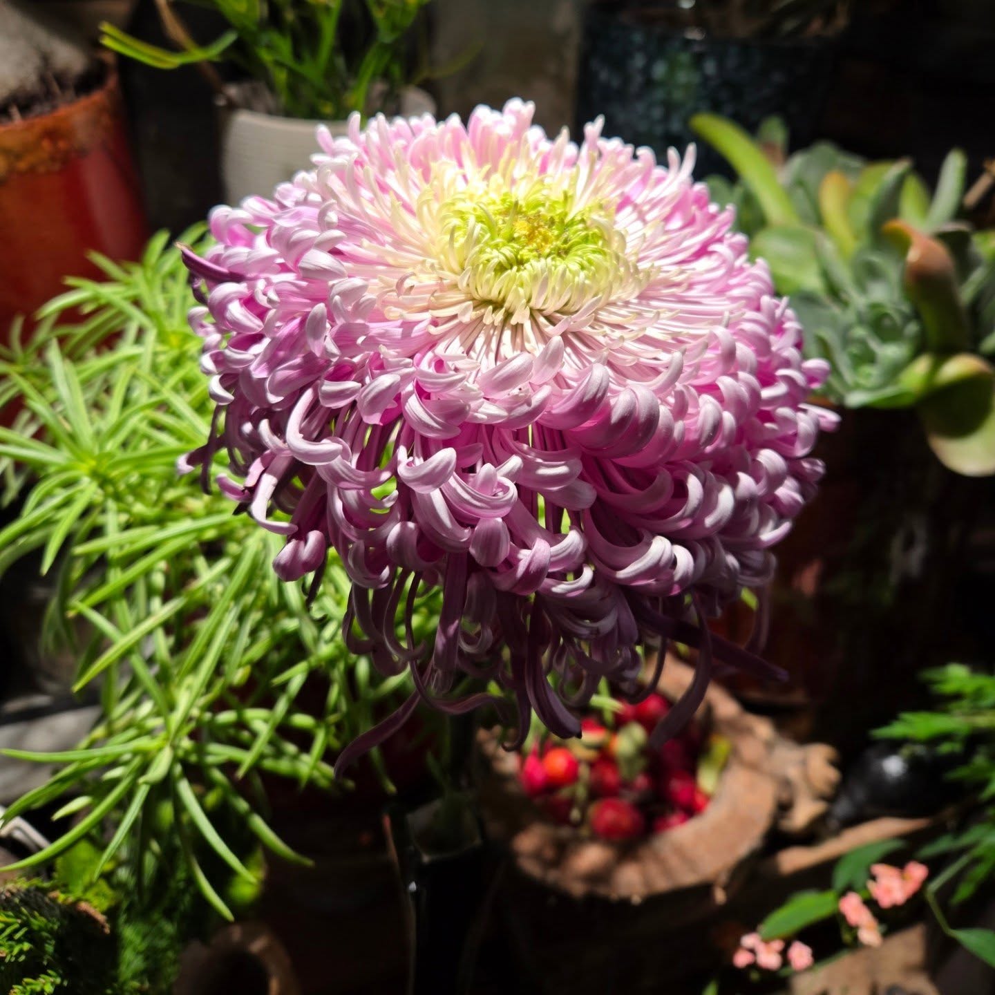 Le dernier Chrysanthèmes