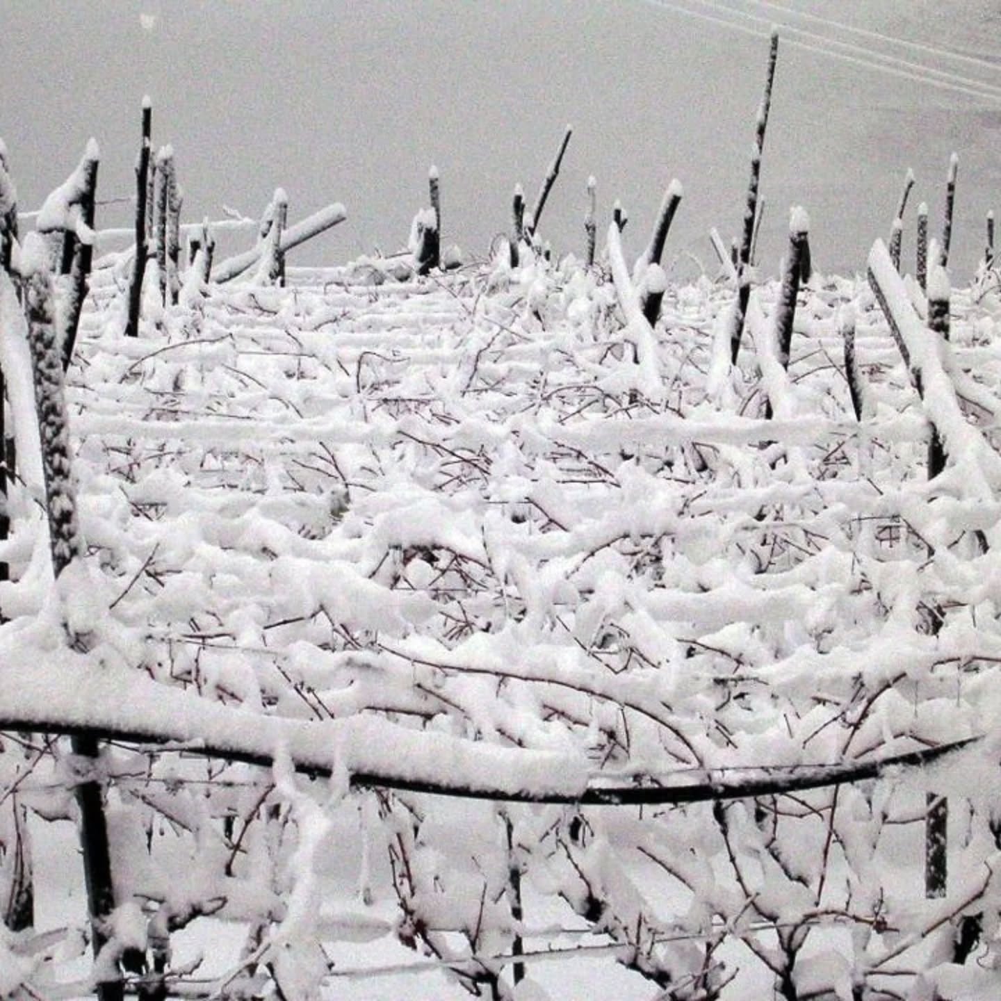 Anche d'inverno le nostre pergole parlano di cura, di mani che lavorano tra le montagne e di un territorio che sa essere puro, estremo e meraviglioso.
È la Val di Cembra, la nostra casa.
www.villacorniole.com
#valdicembra #vinidimontagna #heroicviticolture
#trentino #Dolomiti #vignetiterrazzati #donnedelvino #pergolatrentina #neve #viticolturaeroica #SALÍSA
#WintersVibes #invernoinmontagna #trentodoc #vineyards