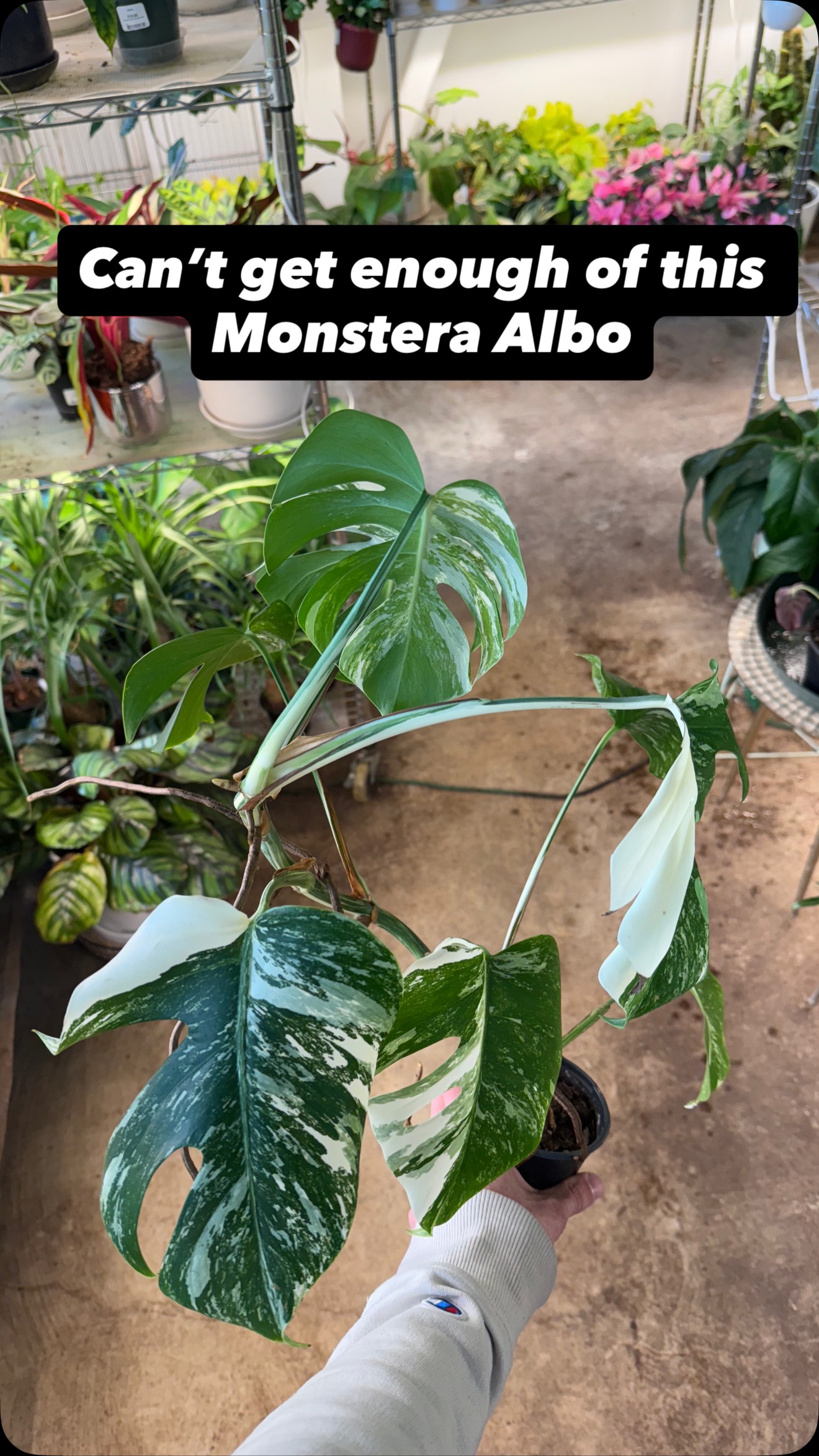 The Monstera Albo is a statement piece for any home with her strikingly beautiful colors. We just love the variegation in her! 🤩😍
#MonsteraAlbo #VariegatedPlants #RarePlants
#PlantShop #SeattlePlants #HouseplantClub
#PlantTok #UrbanJungle #PlantLovers #booshnursery #indoorjungle #seattle #supportsmallbusiness #smallbuisness