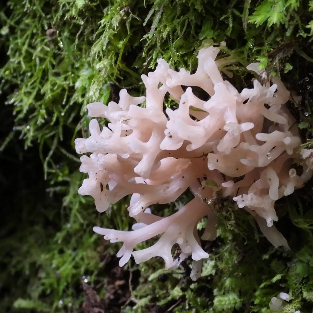 Still finding fascinating fungi in the bush this late in the year. A coral fungi?
#karameafungi #fungi #Karamea #karameawild #newzealand #nzlife #nzwildlife #wildnz #southisland #nzsouth #southislandnz #westcoastnz #nzwestcoast #tewaipounamu #paradise #umere #arapito #littlewanganui #birdsnz #nzbirds #wildsouth #kohaihai #oparara #birdshots #birdphotos #wildlifenz #Aotearoa #nzfauna #nzflora