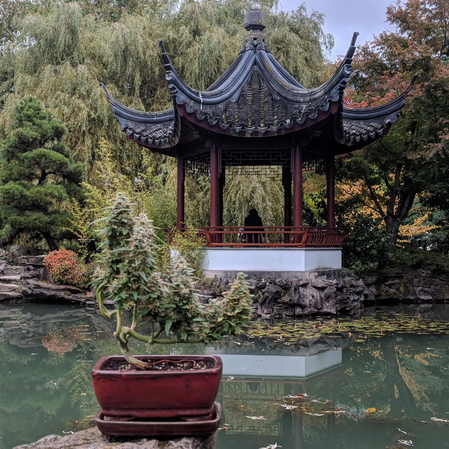 A behind-the-scenes shot I took during my first photoshoot at the Dr. Sun Yat-Sen Garden in Vancouver. @ascrewednail was there with the camera, I was there with my first plant, and none of us knew this shoot would kick off everything that came after. Crazy to look back and see where it all started.
Still growing with @_mephistogenetics use cannabonsai at the link in bio for 10% off.