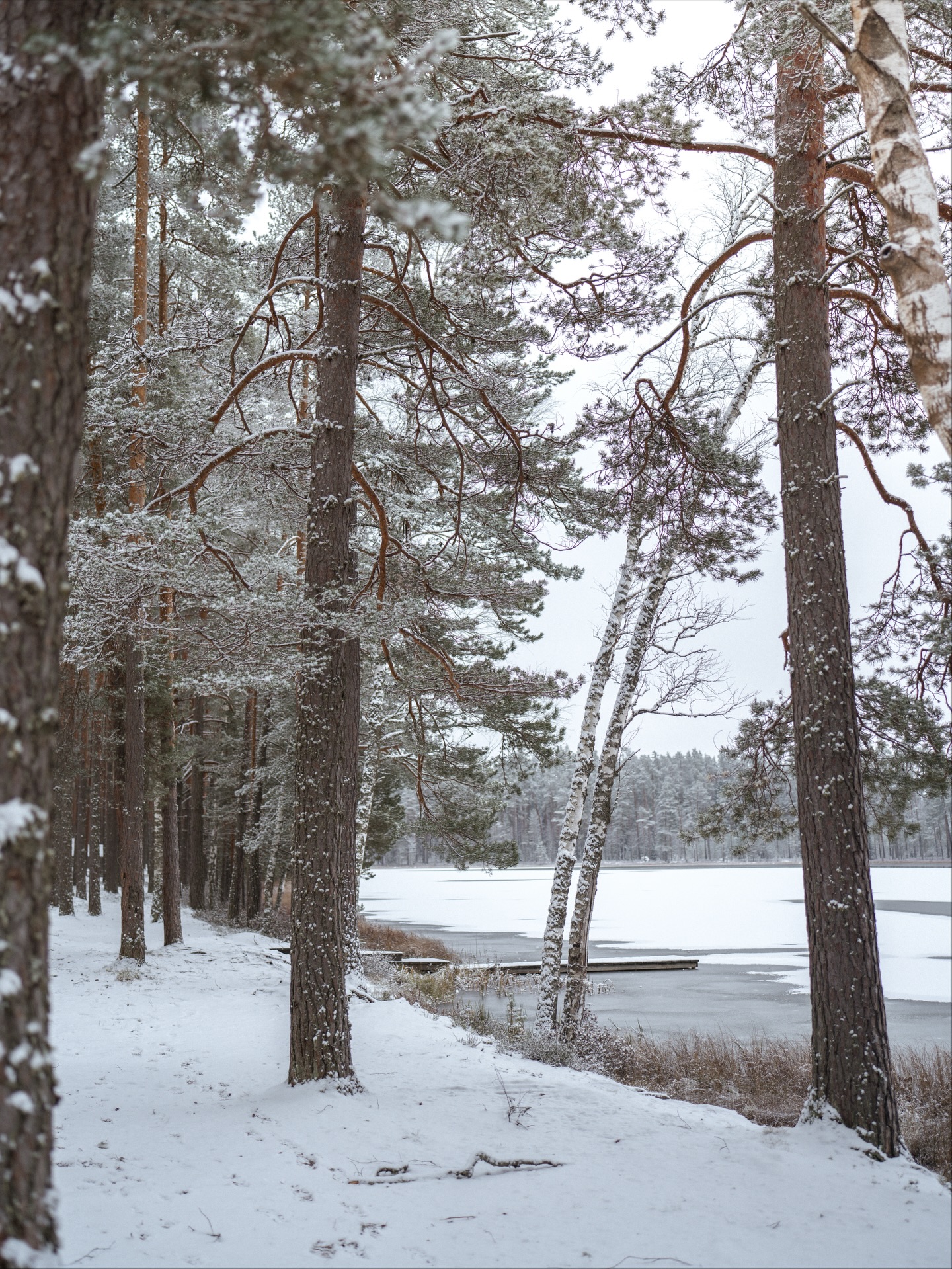 Snow = an extra layer of quiet 🤍
There is something so magical about seeing these snowy scenes again after months and months of everything else. Snow brings so much peace - externally and internally, and it feels like just the thing we need now that another year is coming to a close. Nature knows… :)