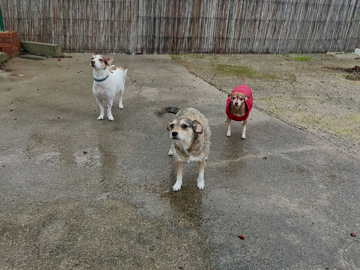 #cuidadoresdeperros #madrid #perrospequeños #españa #hoteldeperros