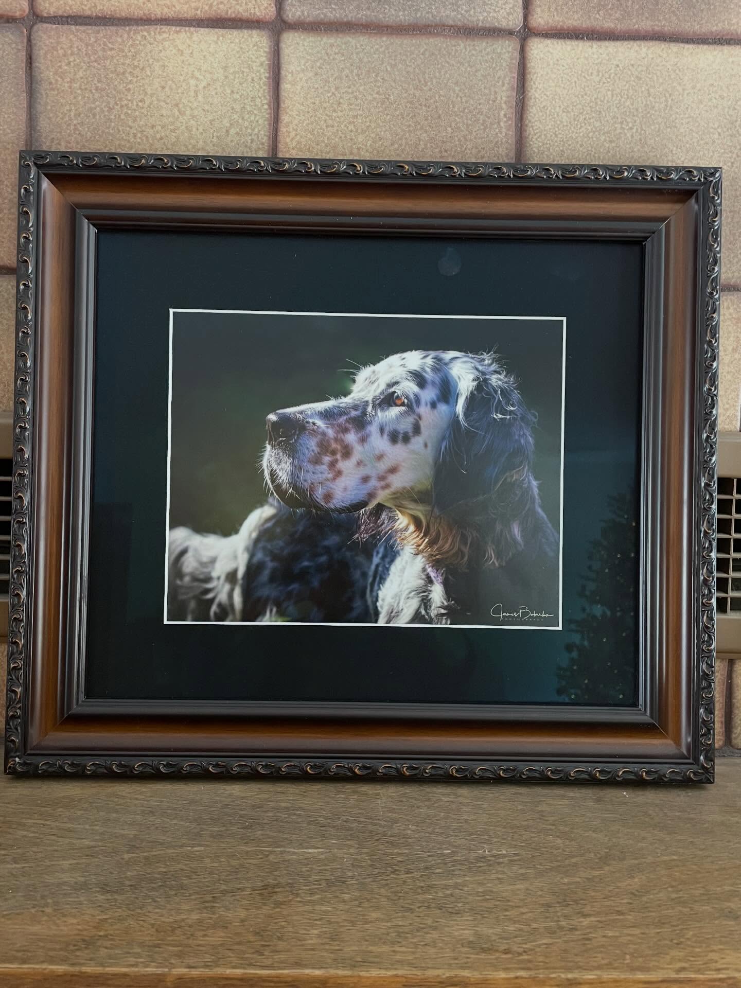 Willow, taken by Jim Boburka at the 2021 NY RGS Grouse and Woodcock hunt. I always knew I would frame this and display it in our home. But I finally got around to purchasing it this year, and Diane got it framed. The moment was at end of day after the hunting @onthewinggrousecamp. Looking back in my journal, the woodcock were in that day, we had 15 flushes, 12 points, and the hunters I was teamed with, Chalis and Evan, each took home three.
#englishsetter #grousedog @jamesboburka