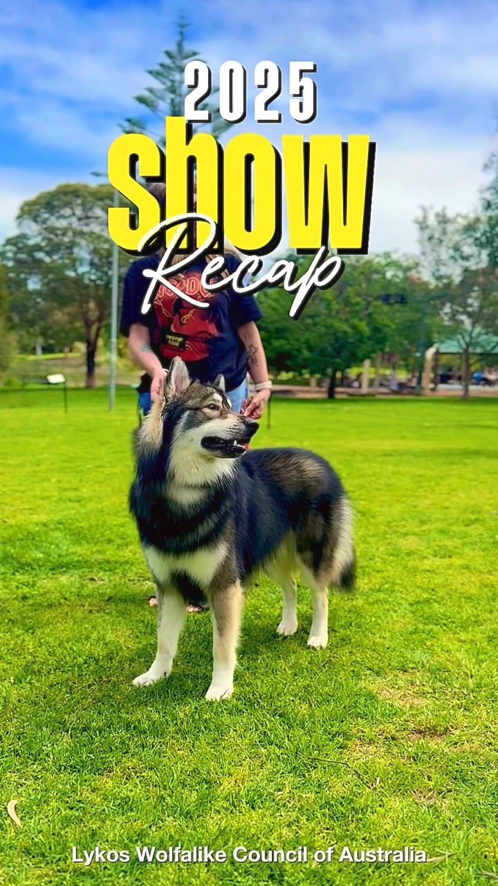 What a fantastic day at yesterday’s 2025 Lykos Wolfalike Council of Australia Show. Our community came together to celebrate the breed, connect with friends, and showcase some incredible dogs.
A heartfelt thank you to our judge, Ms L. Jones, for sharing her knowledge, time, and thoughtful opinions. Your experience adds so much value to our shows.
Thank you also to Ms T. Boyd for assisting throughout the day. Your support helped everything run smoothly.
We appreciate everyone who came along, from exhibitors to spectators. Days like this highlight the passion and teamwork that make our breed community so special. 🐺✨ Stay tuned for photos & results! 🎉