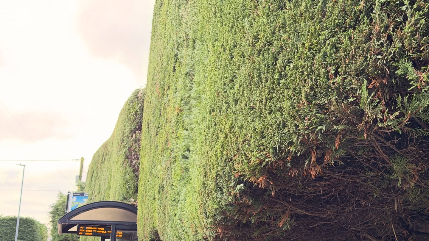 Monday motivation! 💪🌲
Kicked off the week by bringing this big conifer hedge back into shape — and trust me, it was well overdue for a tidy-up! This one’s a bit of a beast, but nothing a solid trim and some patience couldn’t handle.
Teamed up with @arh_gardening_services and we absolutely smashed it together. Joint forces really do make the tougher jobs smoother — and a lot more enjoyable!
Another hedge looking sharp and another Monday well spent. ✂️🌿
#HedgeCutting #GardenLife #ConiferCare #TeamWork #BeforeAndAfter #MondayGraft #LandscapingLife #GardenMaintenance