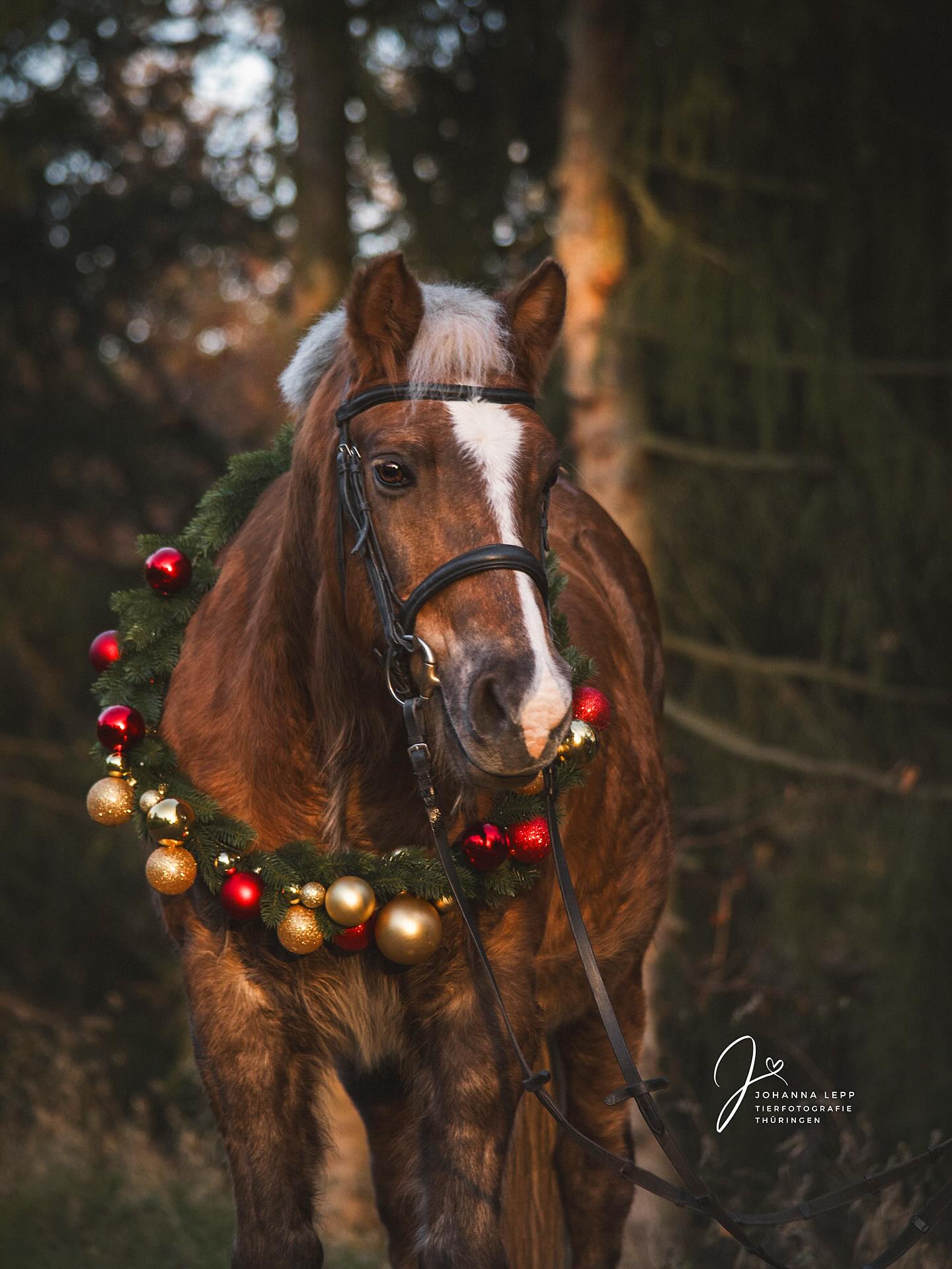 P A S C H A 🤎
Ich wünsche euch einen wunderbaren 1. Advent 🕯️☺️
•
Du hast Fragen oder möchtest direkt ein Shooting buchen? Meld dich gern 🌸
📧 info@tierfotografie-thueringen.de
💻 www.tierfotografie-thueringen.de
#pferdefotografie #tierfotografie #thüringen #kranzshooting #ponyliebe