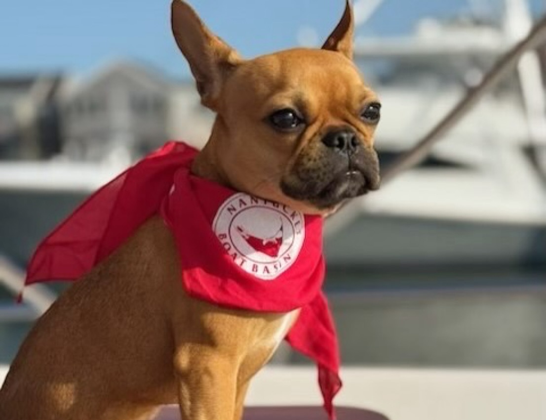 All Paws on Deck is @nantucketboatbasin yearly tradition of honoring their favorite four legged visitors, and Rupert earned the top spot. Even better? He accepted his win in the classic red bandanna we designed for the marina. A small detail that made a big moment even sweeter. 🐕🐾