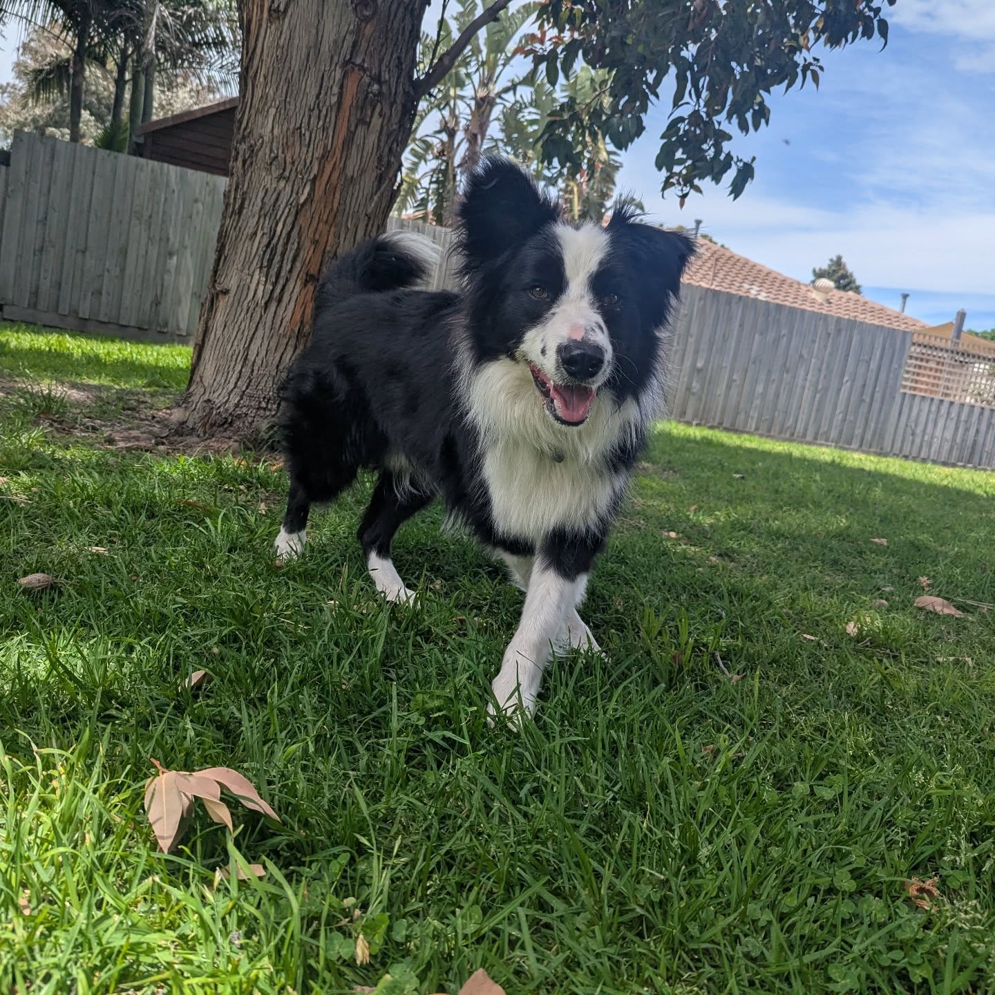 Mylo crushed his recall training today ๐๐ so proud of him