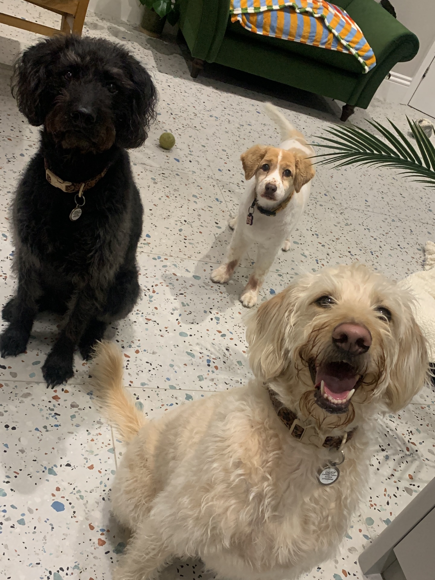 📸Last week’s postcards, and what a week it’s been!
Mia wrapped up her final house sit of the year with Holly, Daisy and Millie. We squeezed in a winter toxin webinar, two Christmas meals out, and of course all our regular doggies for their walkies.
We enjoyed our last adventure walk of 2026 and celebrated a Christmas Pawty hosted by Lulu 🎅
We also visited Evergreen Secure Dog Field and Bill’s place for some off-lead fun.
With Christmas just around the corner, we’re starting to wonder… who’s on the naughty list, who’s on the nice list, and what will Santa Paws bring this year? 🎅🐾✨
#santapaws #dogwalker #dogwalkergreatwakering #dogwalkerrochford #localdogwalker #housesitter #securedogfields #christmasparty #dogwalkingservices