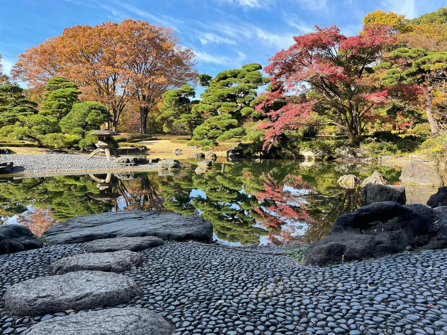 Last day in Japan. Lovely day, 18 degrees in Tokyo. Imperial Garden, Golden Ginko trees and Golden Carp.