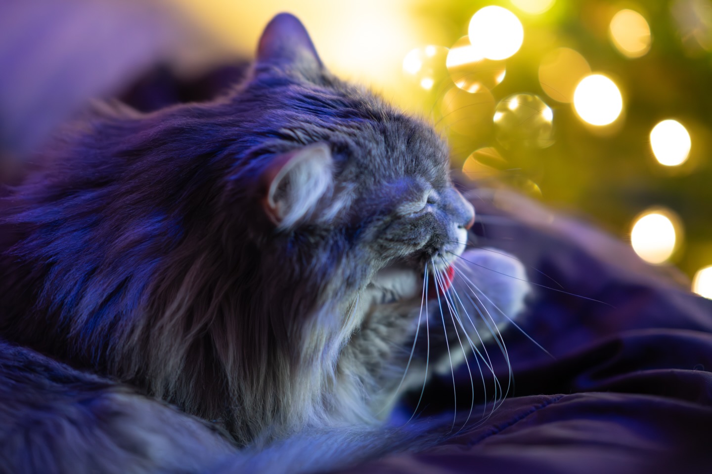 2025 Christmas Cat photos have dropped.
#cat #cats_of_instagram #shotonsony