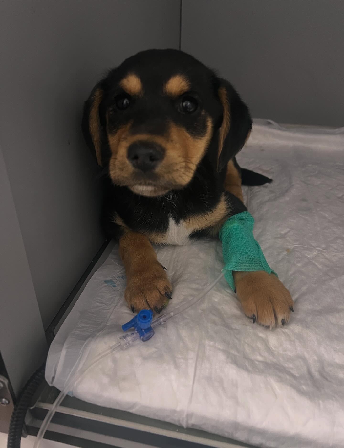 🐶 Parvovirosi canina: protegim els nostres cadells 💉
Desembre ha sigut dur despres de perdre varios pacients, pero tot no son males noticies. Despres de 6 dies de hospitalització intensiva Thor sen ha anat a casa i ja te el alta. Esperem que seguixca creixquen i siga molt feliç amb la seua familia 🩵
Que es esta enfermetat? 👩🏻🏫
La parvovirosi canina és una enfermetat vírica molt contagiosa i greu, que afecta sobretot als cadells. Ataca principalment el sistema digestiu i pot provocar vòmits, diarrees amb sang, deshidratació severa i, en molts casos, la mort si no es tracta a temps.
🔴 El virus es transmet amb molta facilitat a través del contacte amb femtes infectades, superfícies contaminades o fins i tot amb les sabates i la roba. Per això, els cadells que encara no estan vacunats són especialment vulnerables.
✅ La vacunació és la millor protecció
Vacunar els cadells seguint el calendari recomanat pel veterinari és fonamental per:
• Previndre la parvovirosi i altres malalties greus
• Reforçar el seu sistema immunitari
• Garantir un creixement sa i segur
🗓️ És molt important no retardar les vacunes i evitar que el cadell isca al carrer o tinga contacte amb altres gossos fins que tinga la pauta completa.