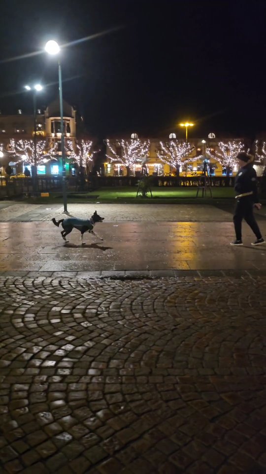 Spud 😍😭
I can't get over how cool he is, no matter the environment 🖤
#bordercollie #dogdancing #dogdancingfreestyle #bordercolliesofinstagram #dogtricks #freestyledog #dogtraining
