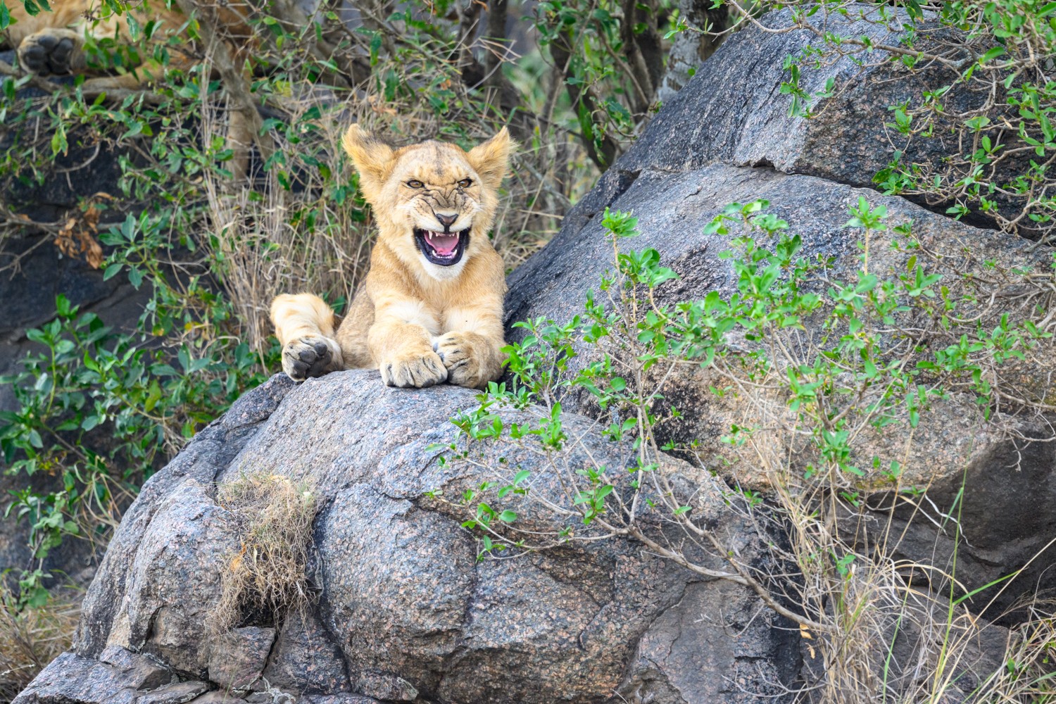 Lou Gramm and Foreigner once belted out that it feels like the first time. They have a point. Photographing wildlife in its natural environment, anywhere, thrills me. The overwhelming sense of excitement is difficult to explain, but every time does indeed feel like the first time. First, when the animal comes into view, a powerful jolt of adrenaline runs through me. Immediately, my sense of wonder and awe begin to build as a spectator, but in the blink of an eye, my photographer brain kicks in. Quickly, while gripping my camera a bit tighter, I begin evaluating light, considering compositions, and weighing various creative possibilities. I am literally so excited. So hopeful. Over time, I have learned that my mind goes into warp speed when I encounter wildlife, but even more so while on the Serengeti in Tanzania. The wildlife there is... wow, just wow. The variety is mind-blowing. The scale and drama are off the charts. Every encounter, new or not, is exhilarating. I am sharing with you a portrait of a young lion from this year's safari. The cub was lying on some rocks, calling audibly to its mother while we photographed from the safety of our trucks about 40 feet away. We were right there, but unseen amidst the lion's daily life. The moment was incredible despite having photographed such behavior before. Every time, every sighting since the first feels the same: wildly exciting and fulfilling. Foreigner is right.
Photograph What You Feel
Nikon Z9
Nikon 600mm f6.3s Lens
ISO: 1000
APT: f6.3
EXP: 1/500th of a Second Resting on a Sandbag While Saying OutLoud How Freaking Awesome This Moment Was
.
#photographwhatyoufeel #serengeti #wildlifephotography #wildlifephoto #lion