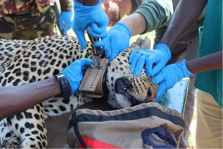 Leopards famously elusive — incredible to see, but difficult to study and even harder to protect. That’s why Kenya Wildlife Service (KWS) and San Diego Zoo Wildlife Alliance (SDZWA) are fitting selected leopards at Loisaba, and across the wider landscape, with lightweight tracking collars as part of a long-term science and coexistence initiative.
These collars are non-invasive and temporary, but the benefits are lasting. With support from Loisaba’s team and community partners, the data helps to:
✅ Identify key leopard habitats and movement corridors
✅ Alert herders when leopards pass near livestock areas
✅ Reduce conflict and the risk of retaliation
✅ Strengthen coexistence across shared rangelands
In short: better information means better protection — for both people and wildlife.
Our latest blog takes a deeper look at this KWS- and SDZWA-led programme, and how collaring is transforming understanding of one of northern Kenya’s most secretive big cats.
📍 Tracking the Invisible Spots — How Leopard Collars Are Helping Communities Coexist with Big Cats in Northern Kenya
Link in story