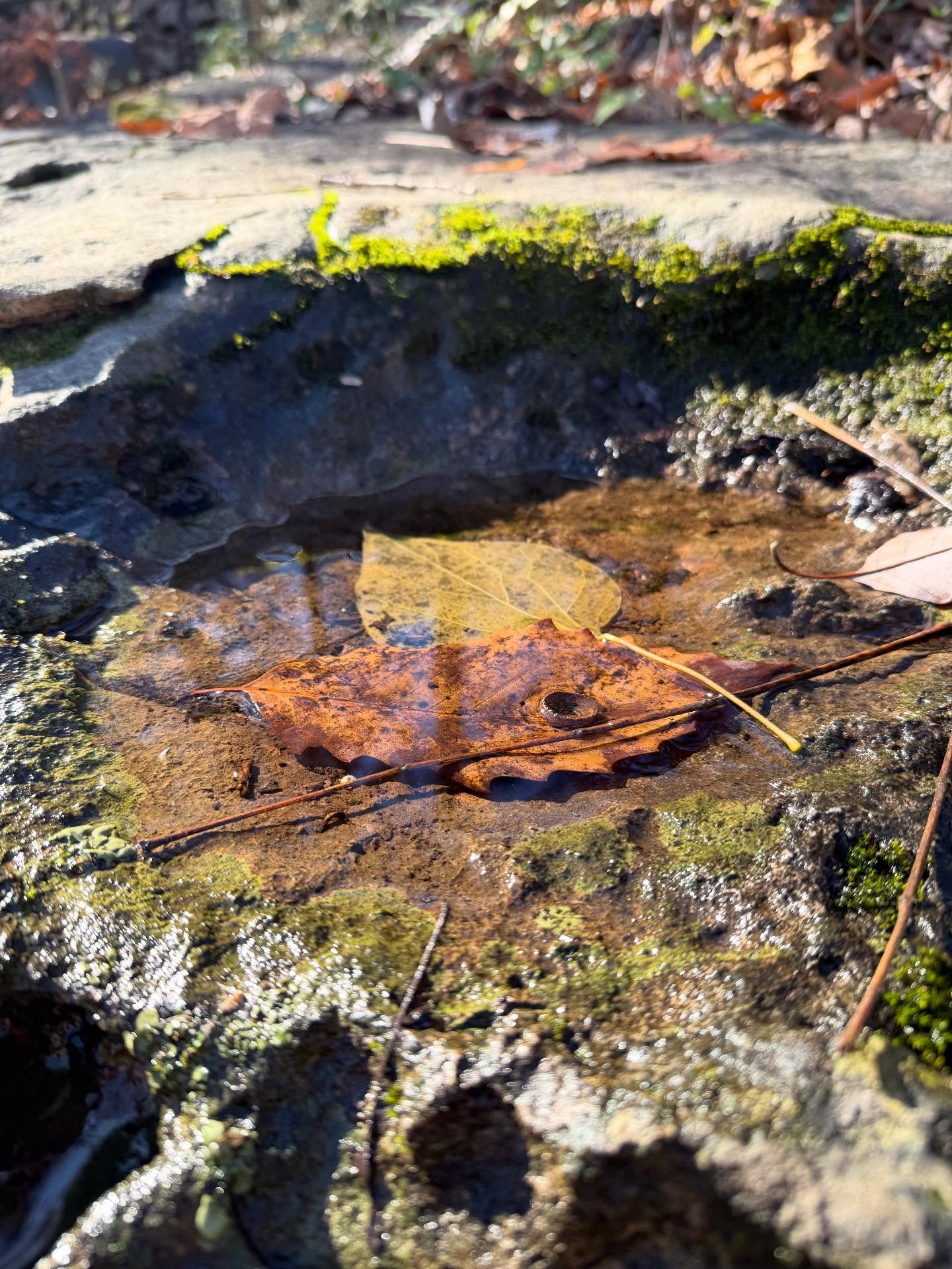 ✨ I had a friend tell me that during her Reiki session, she felt like she was floating. She admitted she’d been skeptical at first, so she was surprised by how light and peaceful she felt afterwards.
Reiki can feel warm, gentle, and quiet — and every session is unique.
Your mind softens, your body unwinds, and the heaviness you’ve been carrying finally melts away.
It’s peace from the inside out… calming your nervous system, clearing stuck energy, and bringing you back into balance and ease. 🌿✨
There was a time in my life when Reiki was the only thing that brought me real peace and relaxation. That’s why I decided to get certified years ago — so I could share that same healing with others. 🤍