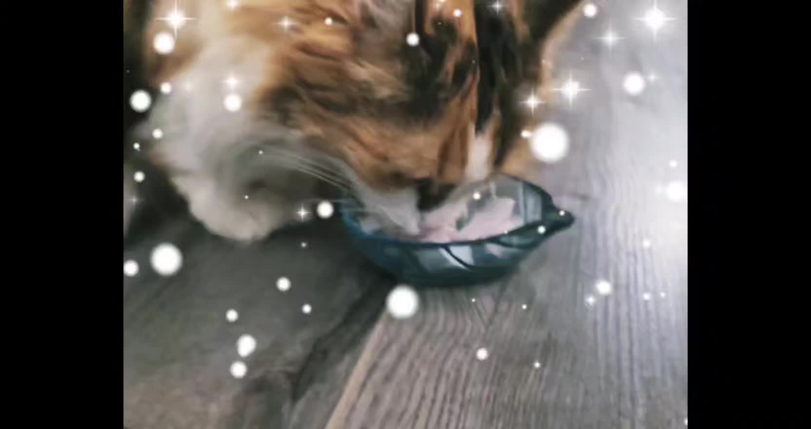 🐈La petite Naya était ma truffe innocente pour le tirage au sort parmi les participants au Shooting de Noël réalisé au JMT de Cholet le week-end dernier 🍀
Et le gagnant du cadeau surprise est..............🥁❓️❔️❓️❔️
.
.
#Cholet #Photographie #ShootingPhoto #JMTCholet #restezconnectés #Concours #SurpriseÀGagner #TirageAuSort #photo #gagnant #winner #noël #noel2025 #cadeau #cadeau2025 #cadeaux #cadeauxdenoel #cadeauxdenoël