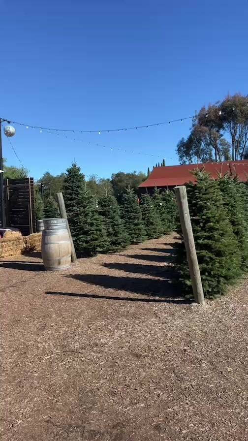 Christmas tree shopping
Come check out @thevineyard1924