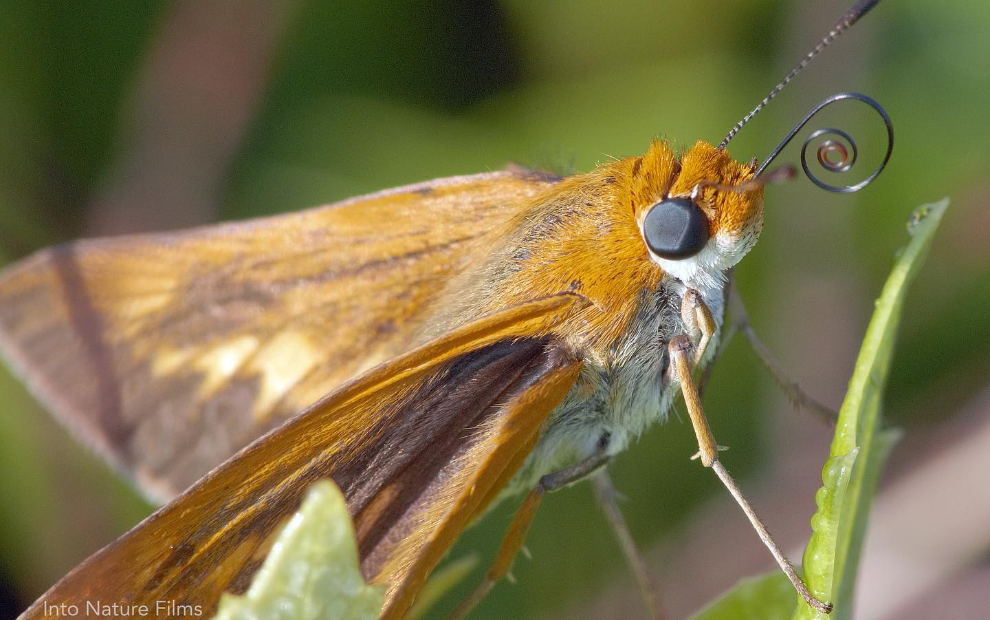 A Palmetto Skipper in the Florida Dry Prairie unfurls its tubular proboscis to groom its body with morning dew drops. #tinywonders