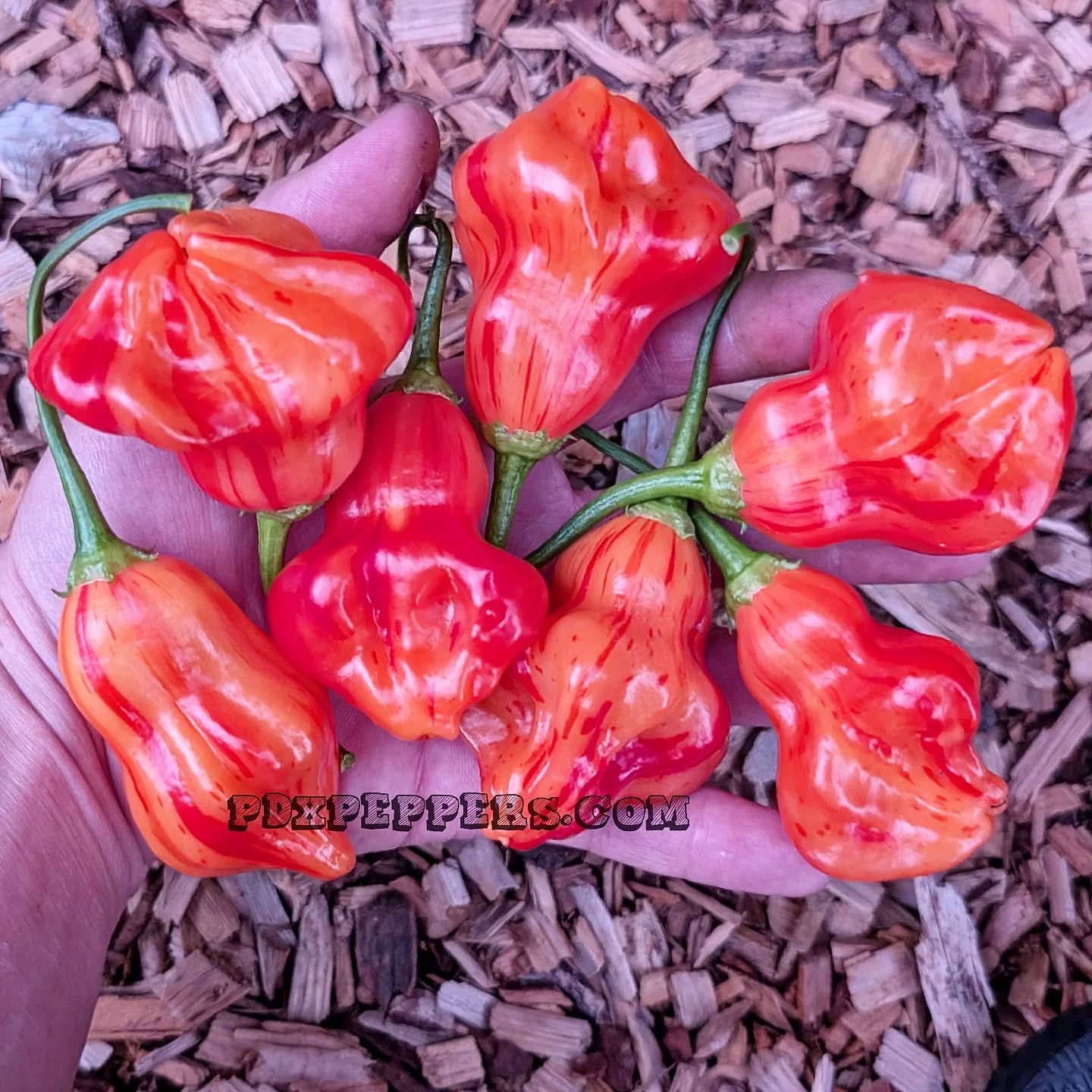 Just a few hours left to score our best deals of the year!!!
•
•
•
#PepperBusiness #HotSauce #FermentedHotSauce #FreshPeppers #PortlandOregon #StJohnsFarmersMarket #PDXPeppers #ChiliPeppers #SpicySauce #ThePepperNursery #ArtisanHotSauce #FreshLocalPeppers #PortlandPeppers #PDXFoodies #PDXFarmersMarket #FarmToBottle #PepperFarm #FermentedPeppers #SpicyFoodLovers #PDXart #LocalHotSauce #PepperGrower #PortlandFarmersMarket #ChiliHeads #FarmersMarketFinds #PDXSpicy