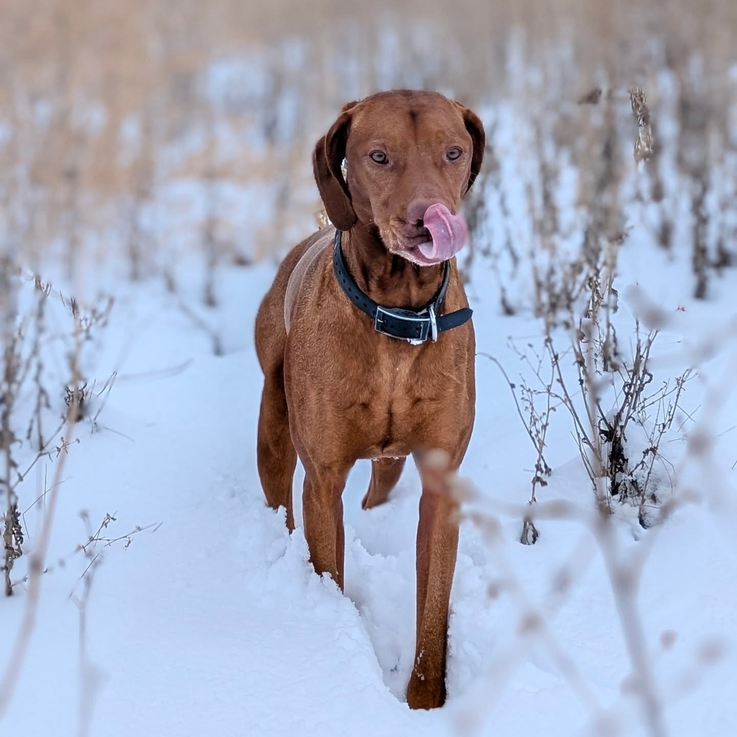 Two of my favorite shots of Ezra who put in 5x the miles I did all week.
I scouted between Mitchell and Sioux Falls using @onxhunt and sticking to WIP Areas. We saw:
- cows
- deer
- a bald eagle
- hawks
- and some several dozen hen pheasants 🤦♀️
#wildbirdhunting #publiclandhunter #huntingvizsla #vizslalife #vizslasofinstagram #vizslagram #vizlsalove #pointingdog #huntingdog