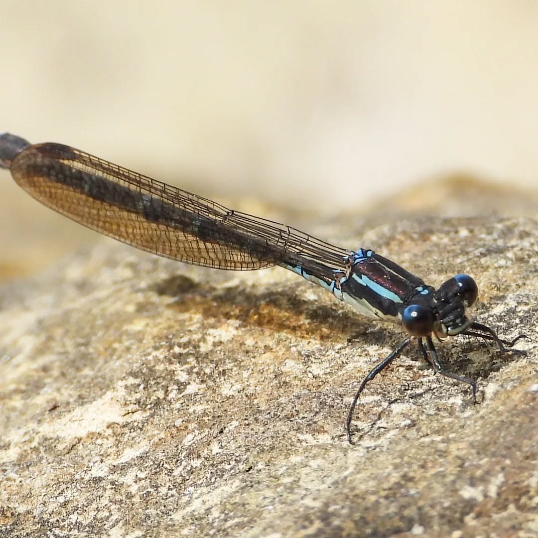 Our most handsome Blue damselfly.