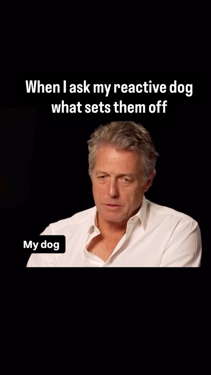 The world needs to f*ck off💅
•
•
•
#reactivedog #doglovers #positivereinforcementdogtraining