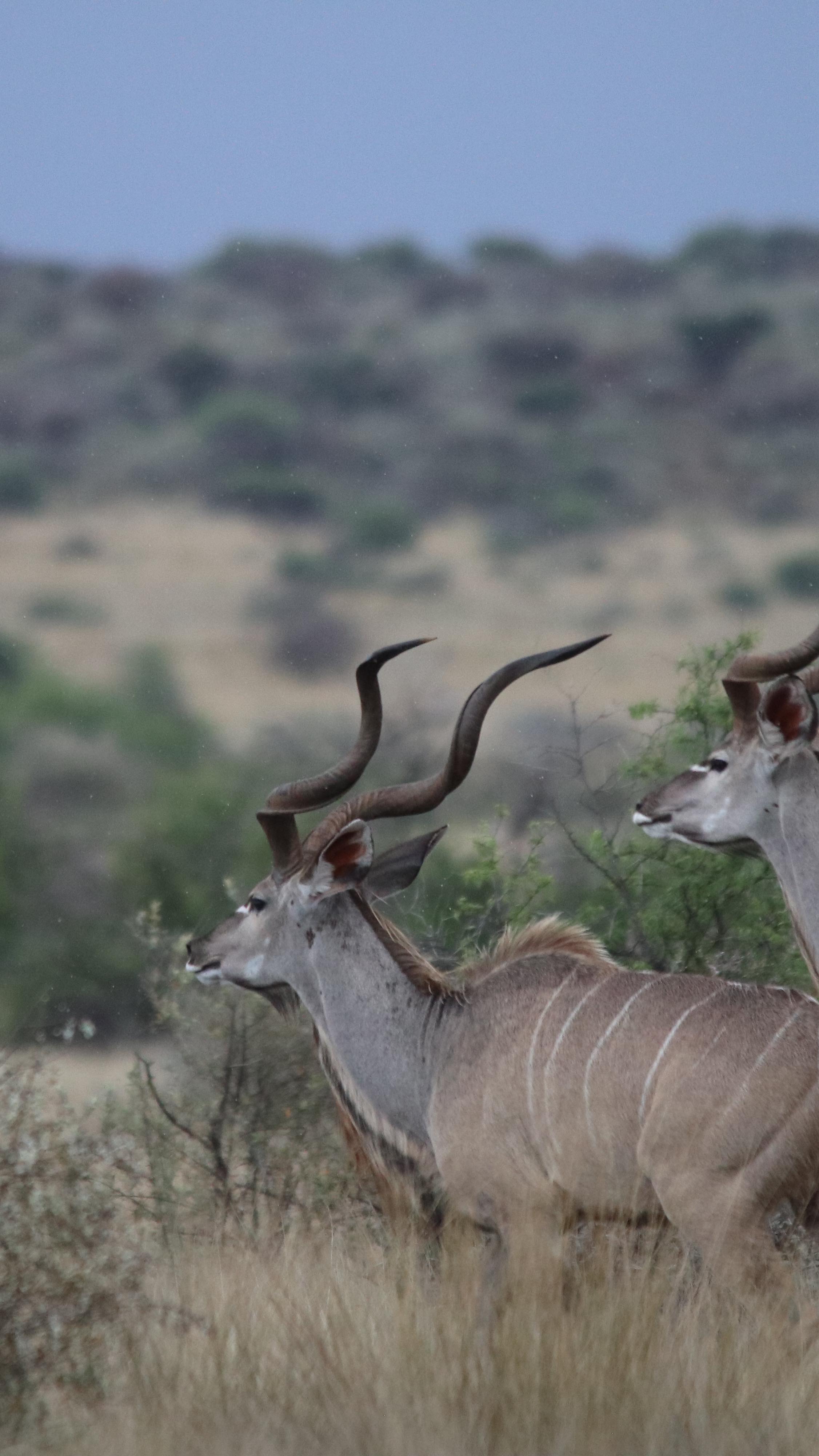 What a privilege… this beautiful, messy life we get to lead.
#yogasafari
#travelshorts
#wildlifesafari
#yogaretreat