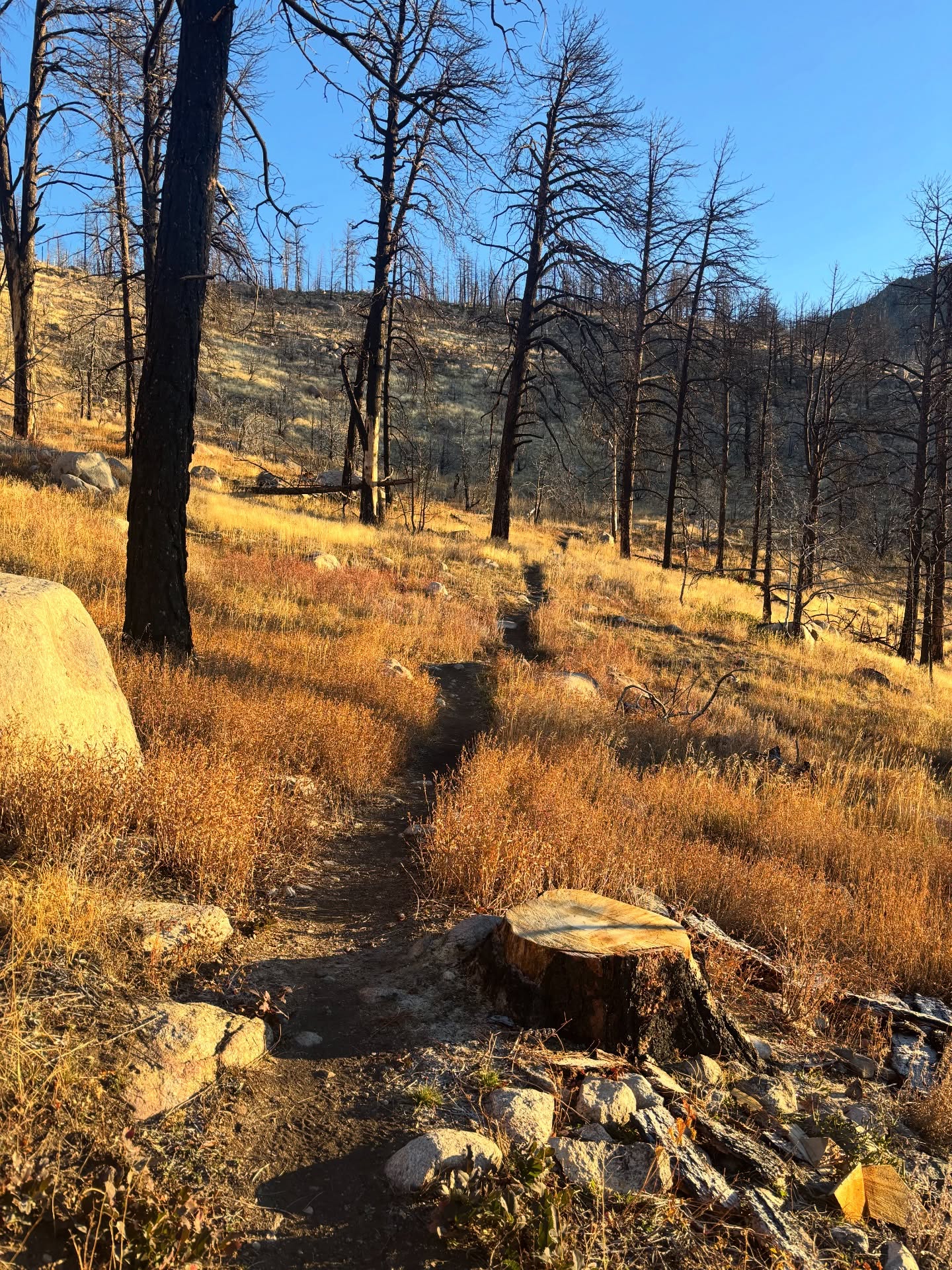 From the scorched trees, new growths, and old forest, the changes and scenery were magnificent on this trail!
Time: 3:45
Distance: 10.2 miles (16.4km)
Trail: Roaring Creek
#nature #mountains #climbershaul #fyp #colorado #hikingadventures #hiking #tree #winter #trail #hikingbuddy #leavenotrace #outdoors