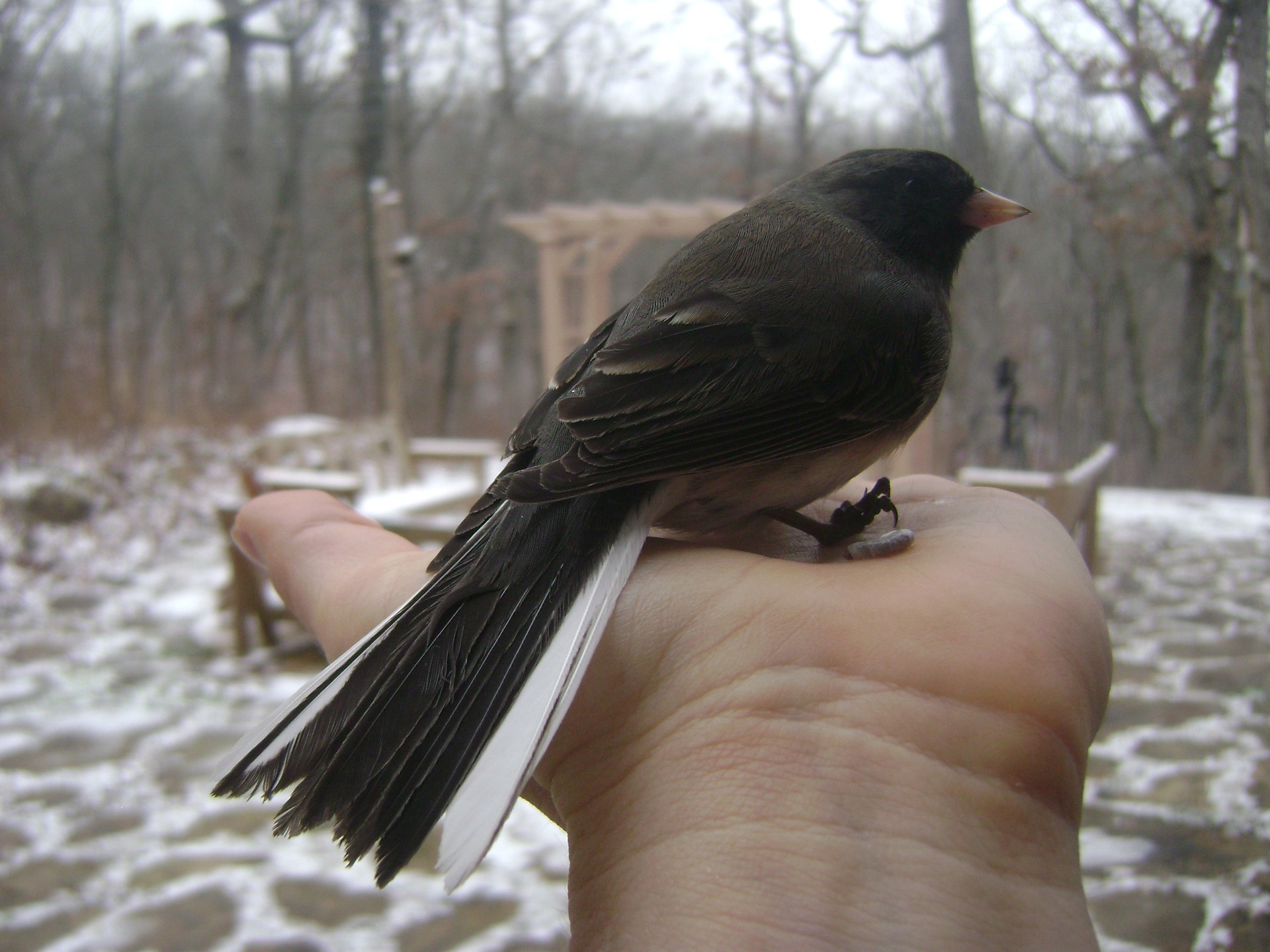 Have you ever noticed the secret lives of winter birds and wondered what they’re really up to? Join us inside at Earth’s Classroom for a peaceful winter morning, warmed by our wood-burning stove, as we watch the birds visiting our south-facing feeders and uncover the surprising stories their behavior can tell.
Binoculars and a spotting scope will be ready for you (or bring your own!), and don’t forget your favorite mug for hot drinks.
Come see why winter birding is one of our favorite seasonal traditions!
MUST REGISTER here: https://www.earthsclassroom.org/event-details/winter-backyard-birding-1