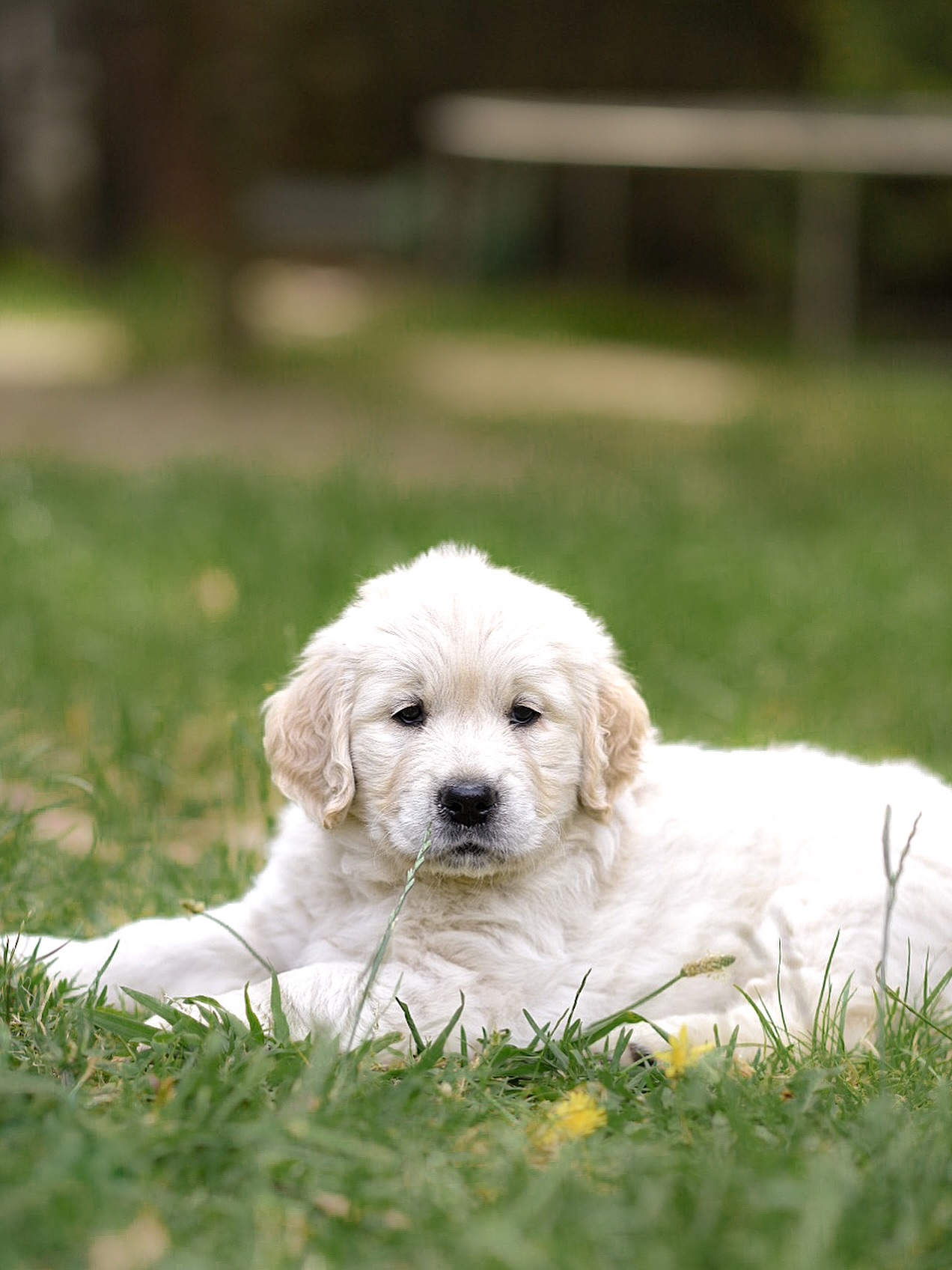I couldn’t help but share this gorgeous photo I took of one of Codas babies today 🤍🐶 (puppies all spoken for)