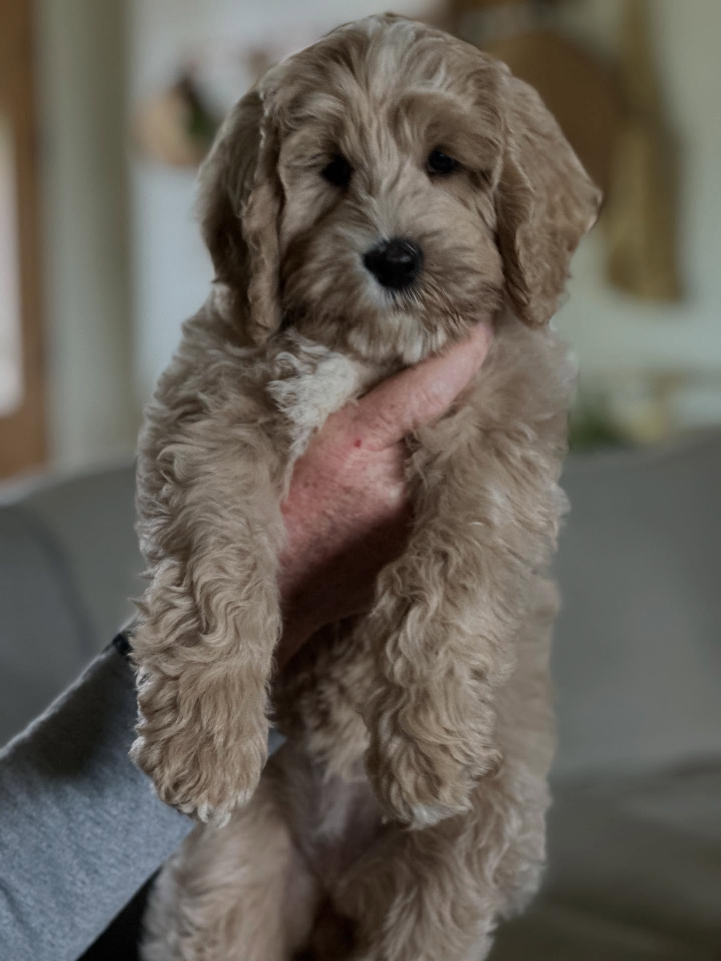 This little Muppet is looking for her forever home!. She will be one of our future breeding dogs. Looking for a guardian home near Mesa, Arizona.