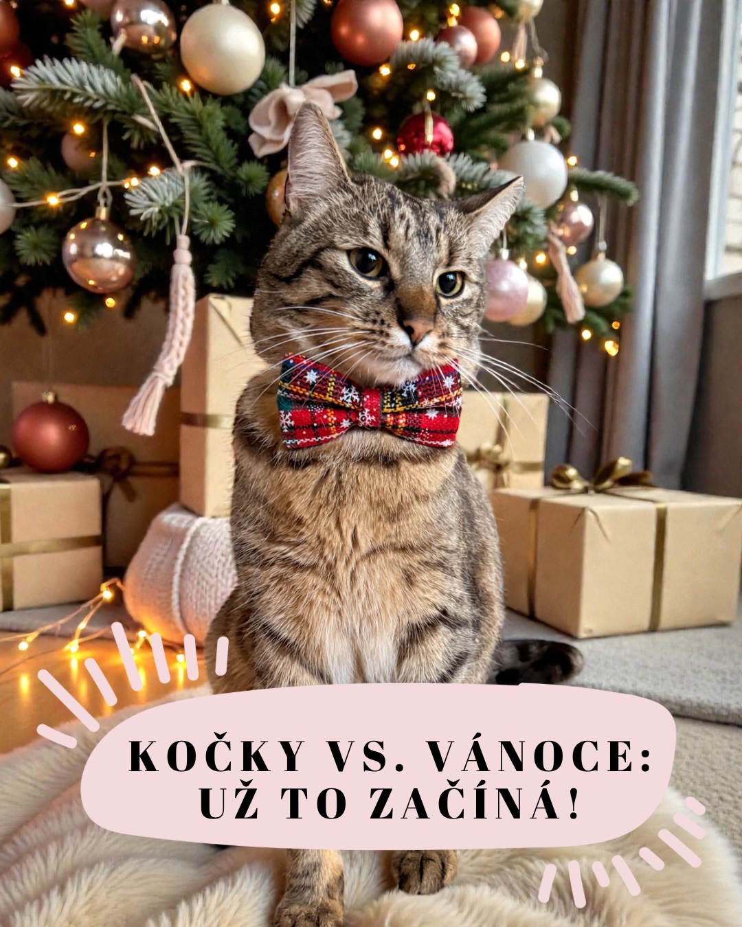 🎄✨ Začíná advent… a doma začíná kočičí sezóna přežití ✨🐱
Dnes máme první adventní neděli — a to znamená jediné. Vánoční výzdoba, světýlka, věnce, ozdoby… a také začátek období, kdy se všichni modlíme, aby kočky přežily Vánoce. A aby naše dekorace přežily je 😅🙈.
Protože přiznejme si to…
každý stromek je pro kočku horolezecká výzva,
každá ozdoba je oficiálně kočičí hračka,
a každý světelný řetěz je had, kterého je nutné okamžitě zneškodnit. 🐍✨
A teď vážně — s adventem přicházejí i některá velká kočičí rizika:
• jedovaté vánoční rostliny (vánoční hvězda, cesmína, jmelí ❌)
• fólie, stuhy a třpytivé řetězy, které mohou způsobit životu nebezpečné komplikace 😖
• svíčky, protože nic neříká „vánoční atmosféra“ jako ohořelý kočičí kožich 🔥😬
• cukroví, čokoláda a těsta, která jsou pro kočky skutečně nebezpečná 🍫🚫
• skleněné ozdoby, které se po dopadu z výšky 1,5 metru mění na vražedné konfety ✨💥
Takže doufáme, že letošní svátky zvládneme všichni…
✨ bez shozených stromků,
✨ bez rozcupované výzdoby,
✨ bez nočního baletu ve střepech,
✨ a hlavně bez kočičího “vánočního gastrofestivalu” na téma snědl jsem cukroví, protože jsem mohl. 😇
Pokud chcete mít doma klidné Vánoce, doporučujeme jednoduchý trik:
➡️ Darujte kočce její vlastní ozdoby, vlastní pelíšek, vlastní dobroty… a zastavíte minimálně 27 % potenciálních katastrof. Zbytek už je prostě osud. 😅😻
Ať je 1. advent plný světýlek, pohody a hlavně šťastných kočičáků 🎄🐾❤️
Terka ze Šklíby 🐾