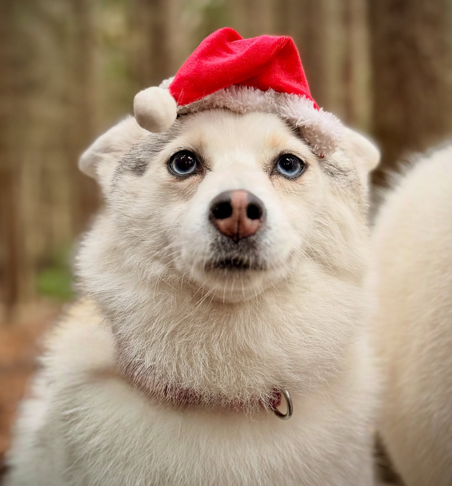 First of December = full Christmas mode activated 🎁🐾🥰
#DuncansDoggyDaycare #Duncans #DDD #DuncansDogCo #DoggyDaycare #DoggyDaycareLife #SurreyDogs #SurreyDogCare #LondonDogs #LondonDoggyDaycare #SurreyPetServices #DogsofSurrey #dogsoflondon