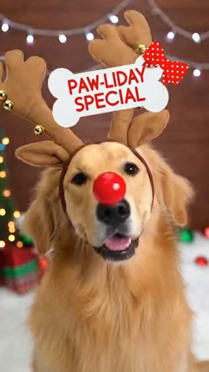 We still have a few openings for both grooming and overnight boarding, but they're filling up fast so give us a call to book while there's still room!
406-890-2220